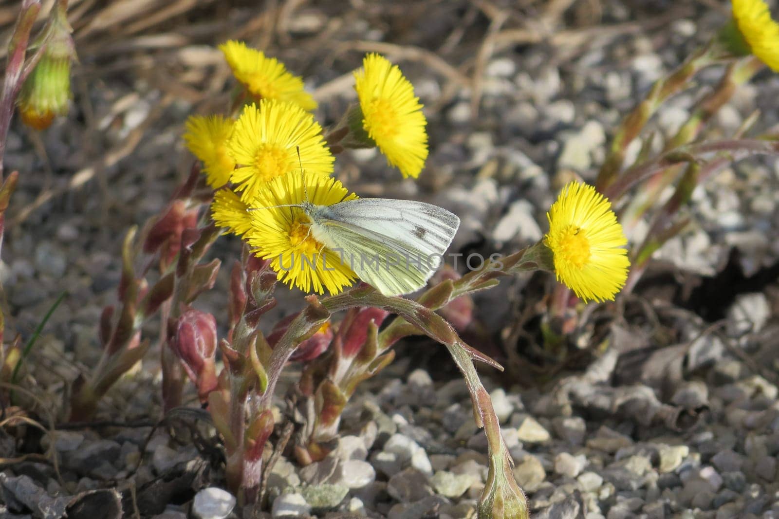 Small cabbage white on Huflattich - Tussilago farfara