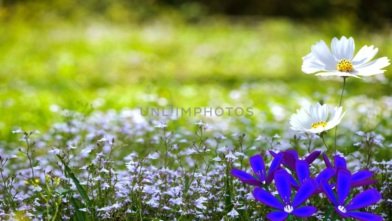 Chrysanthemum mixed with nice background color