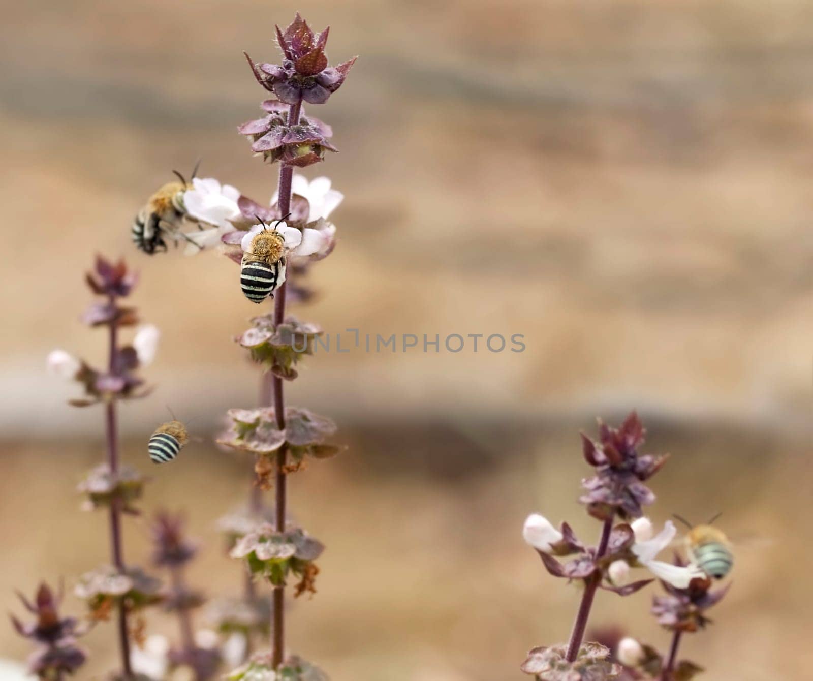 Nature live Australian Blue Banded Bees Amegilla collecting nectar from flowers of cinnamon basil spike in organic garden