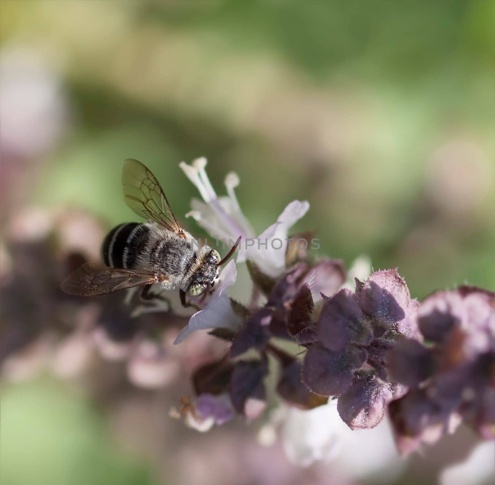 Australian native Blue Banded Bee  variety  displaying white bands on abdomen