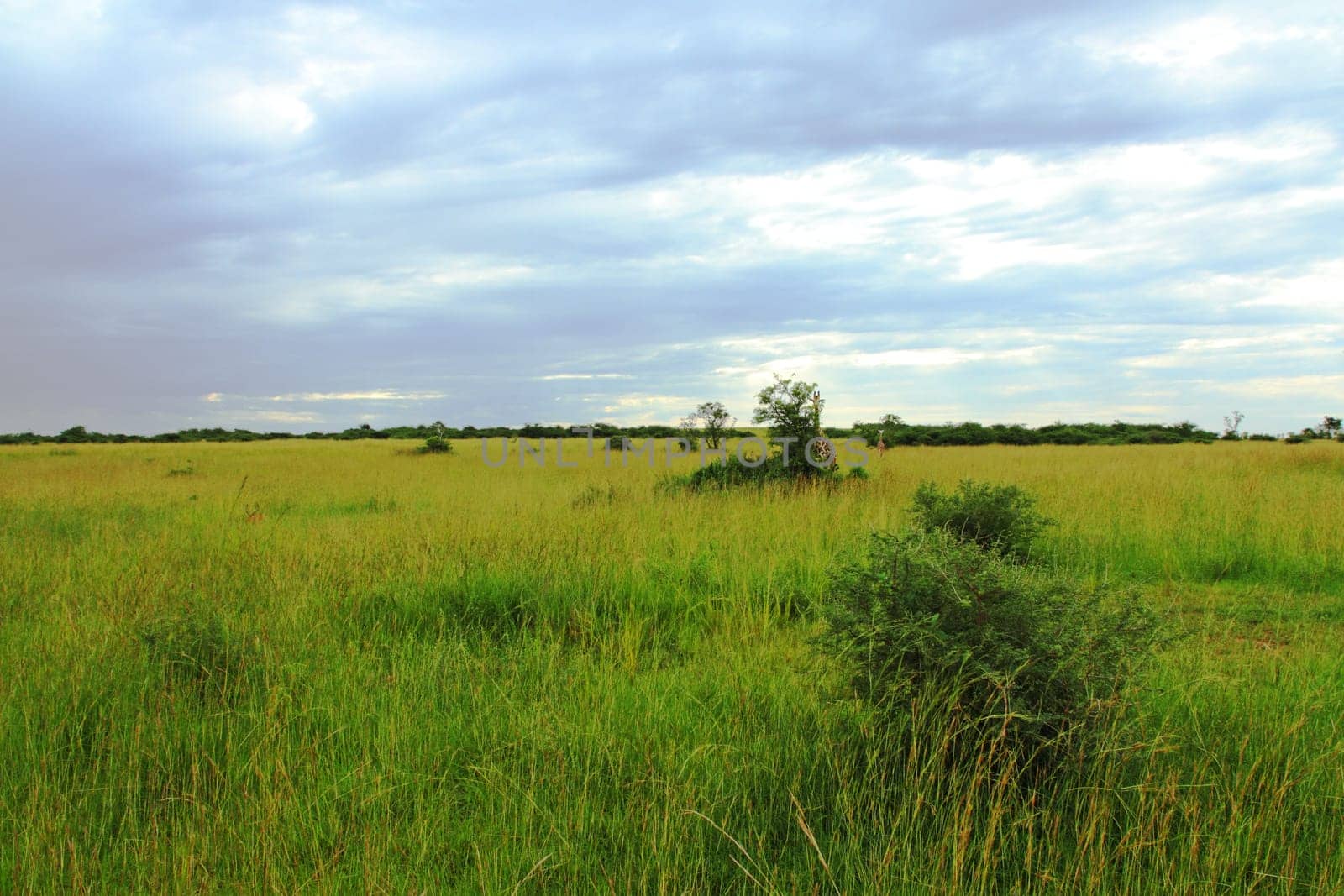 A stormy Uganda savanna full of green and yellow grasses, trees, bushes, and a couple of giraffes.