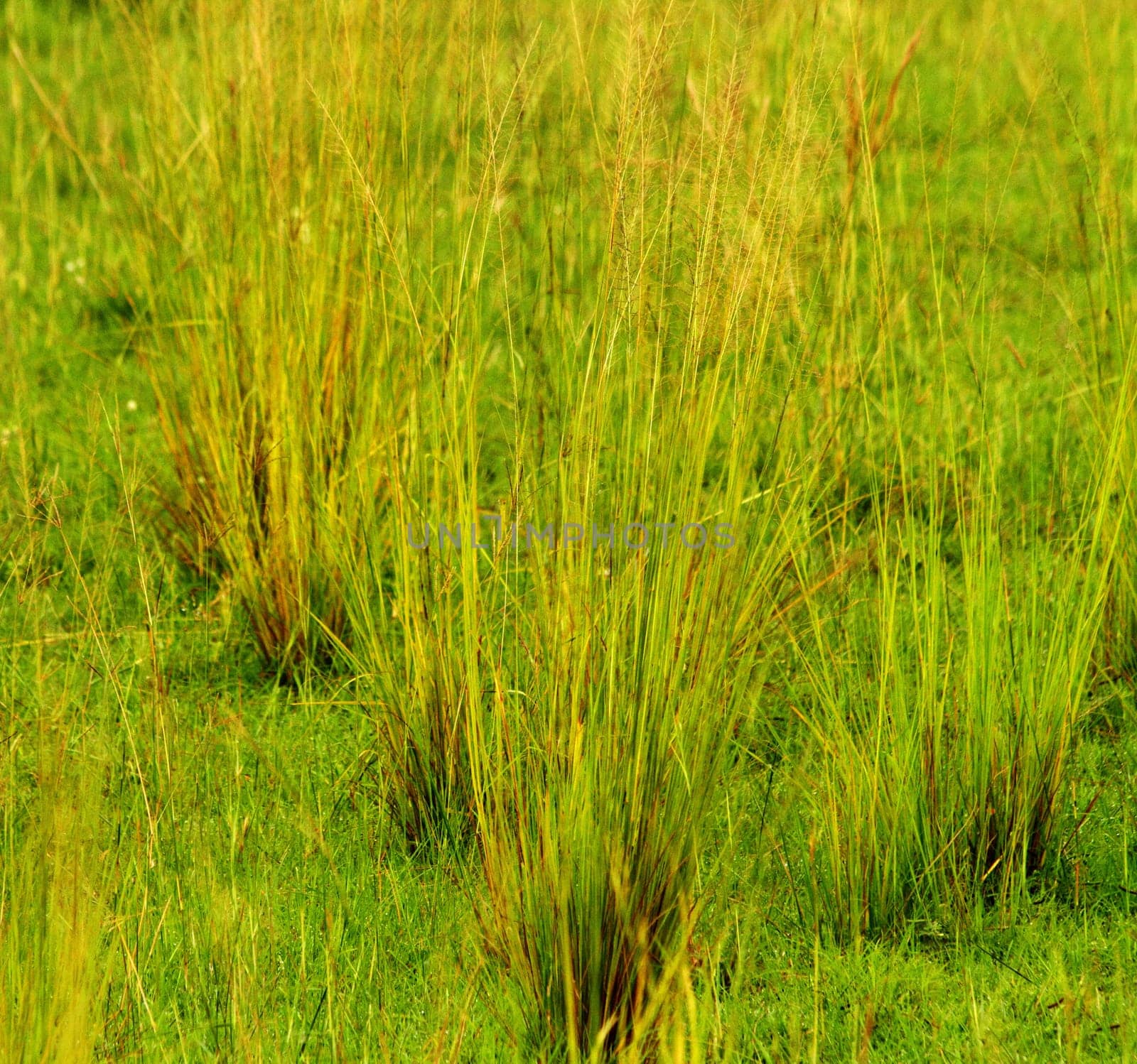 Clumps of Savannah grass going to seed at the ends of each blade of grass.
