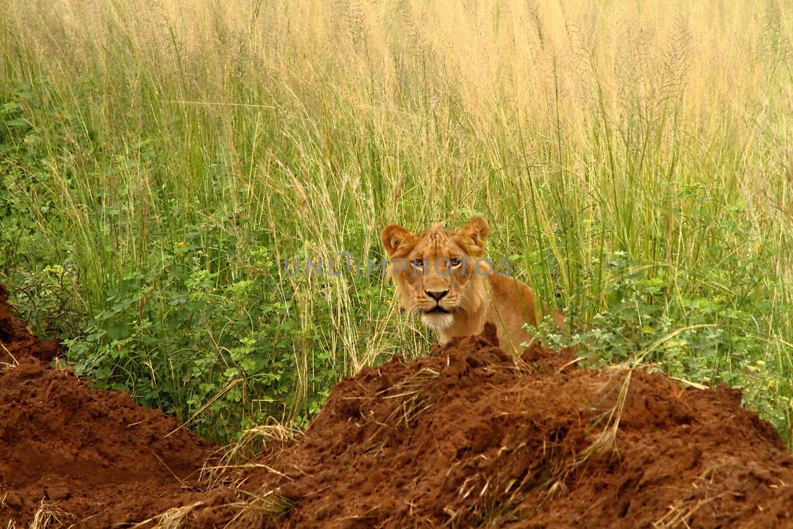 A teenage male lion looks out from the grass of the jungle