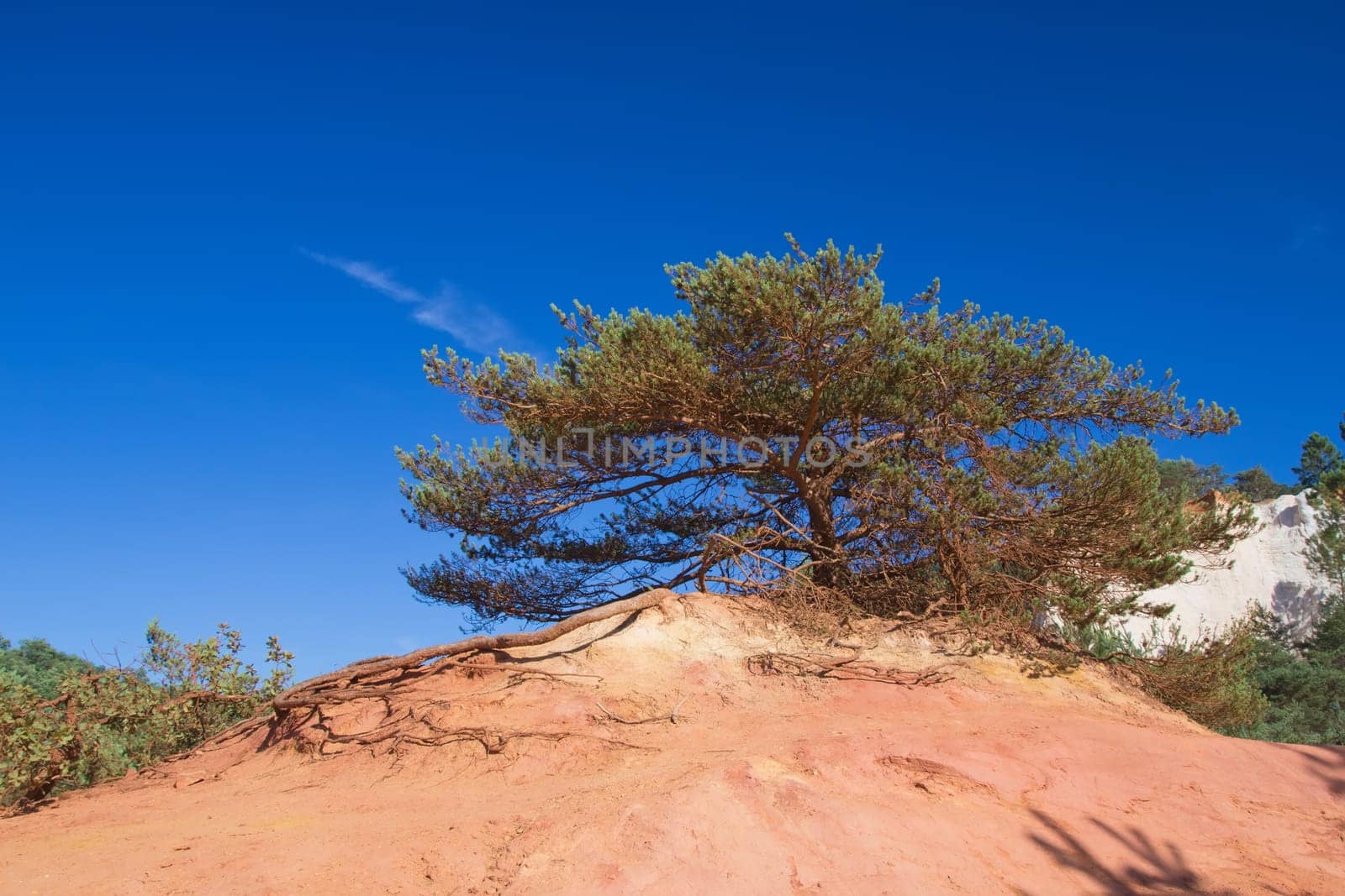 Widely branched pine on the ocher hill, which has an orange color. Blue sky in the background. (Le Colorado Provencal de Rustrel, France).