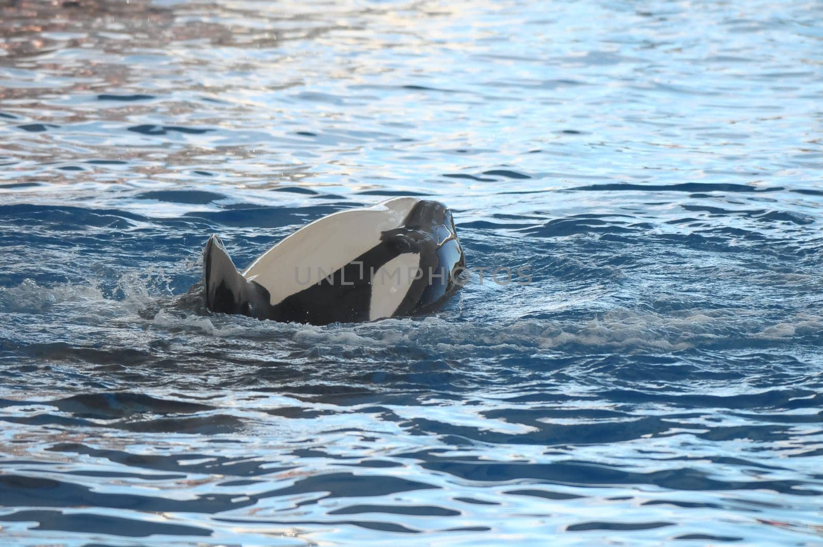 Orcinus Orca Whale on a very Blue Water