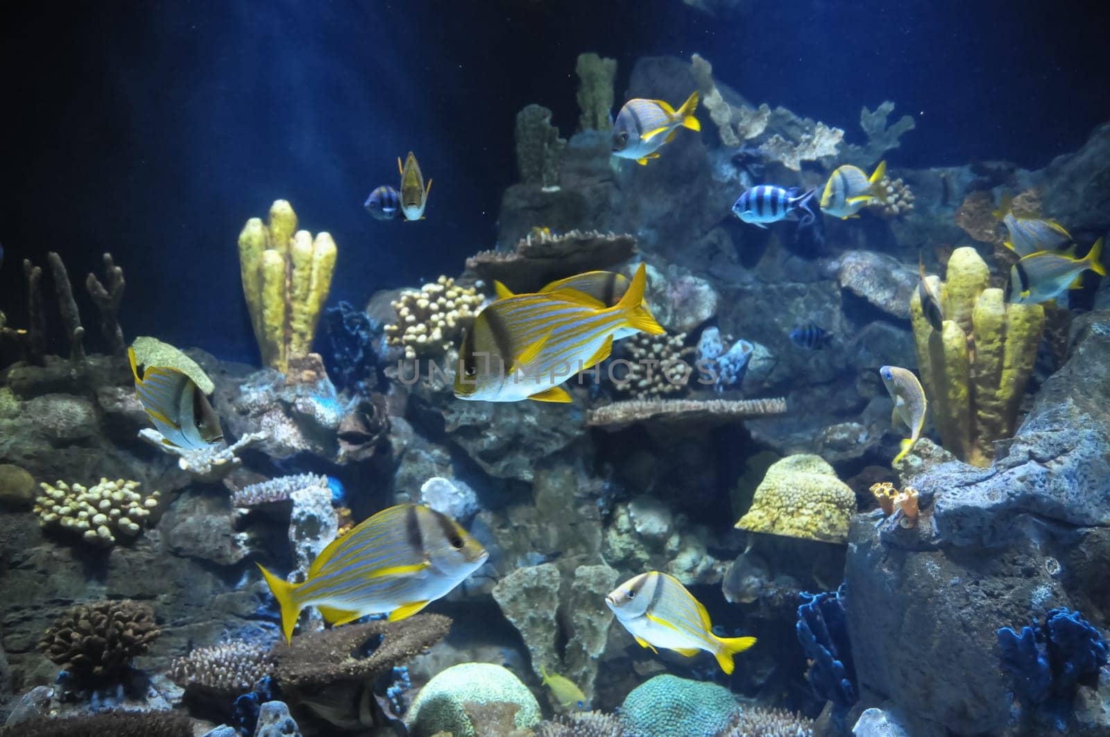 Underwater Fishes in a Blue Tropical Acquarium