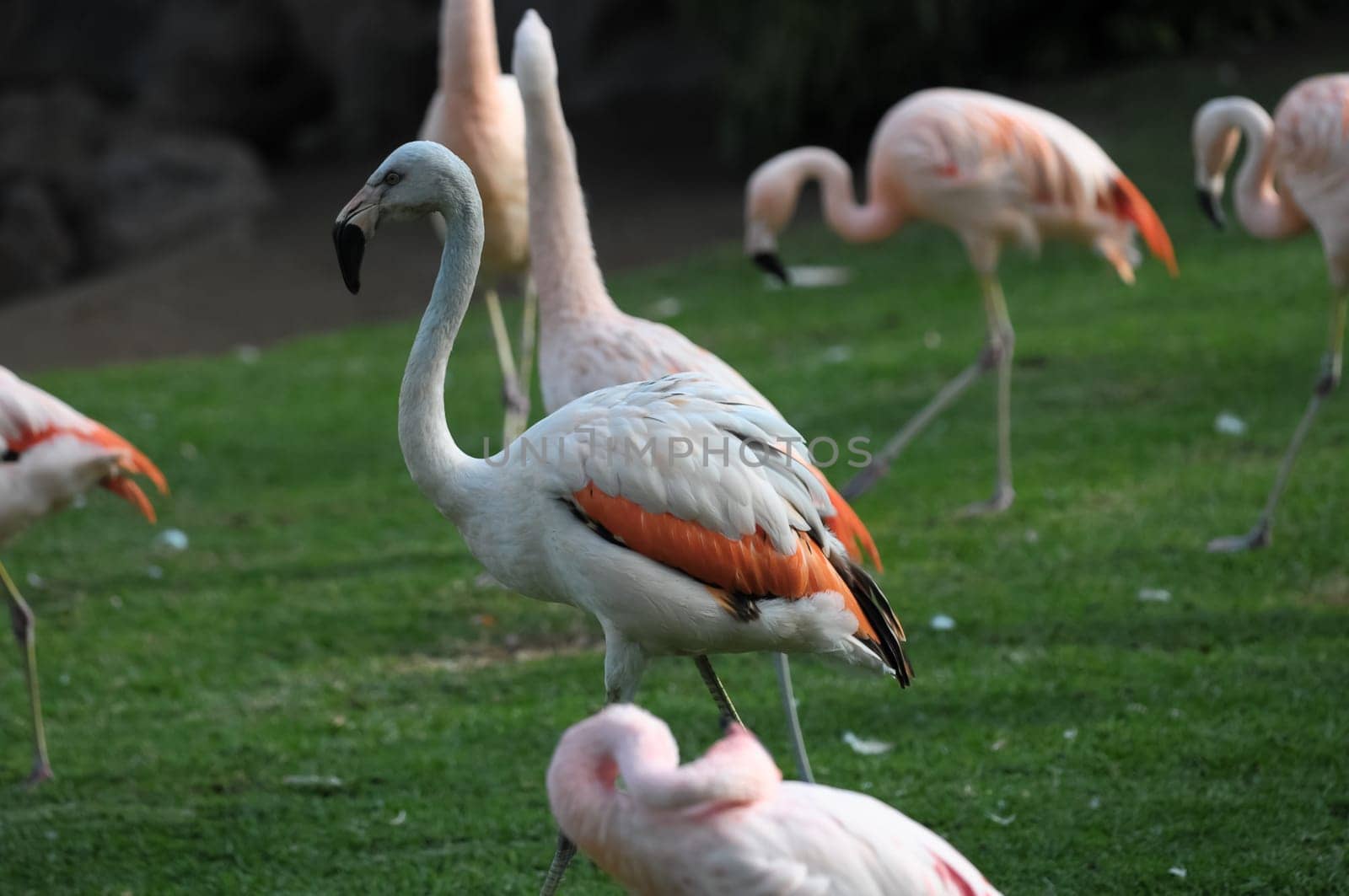 Pink Adult Flamingo on a Grass Ground