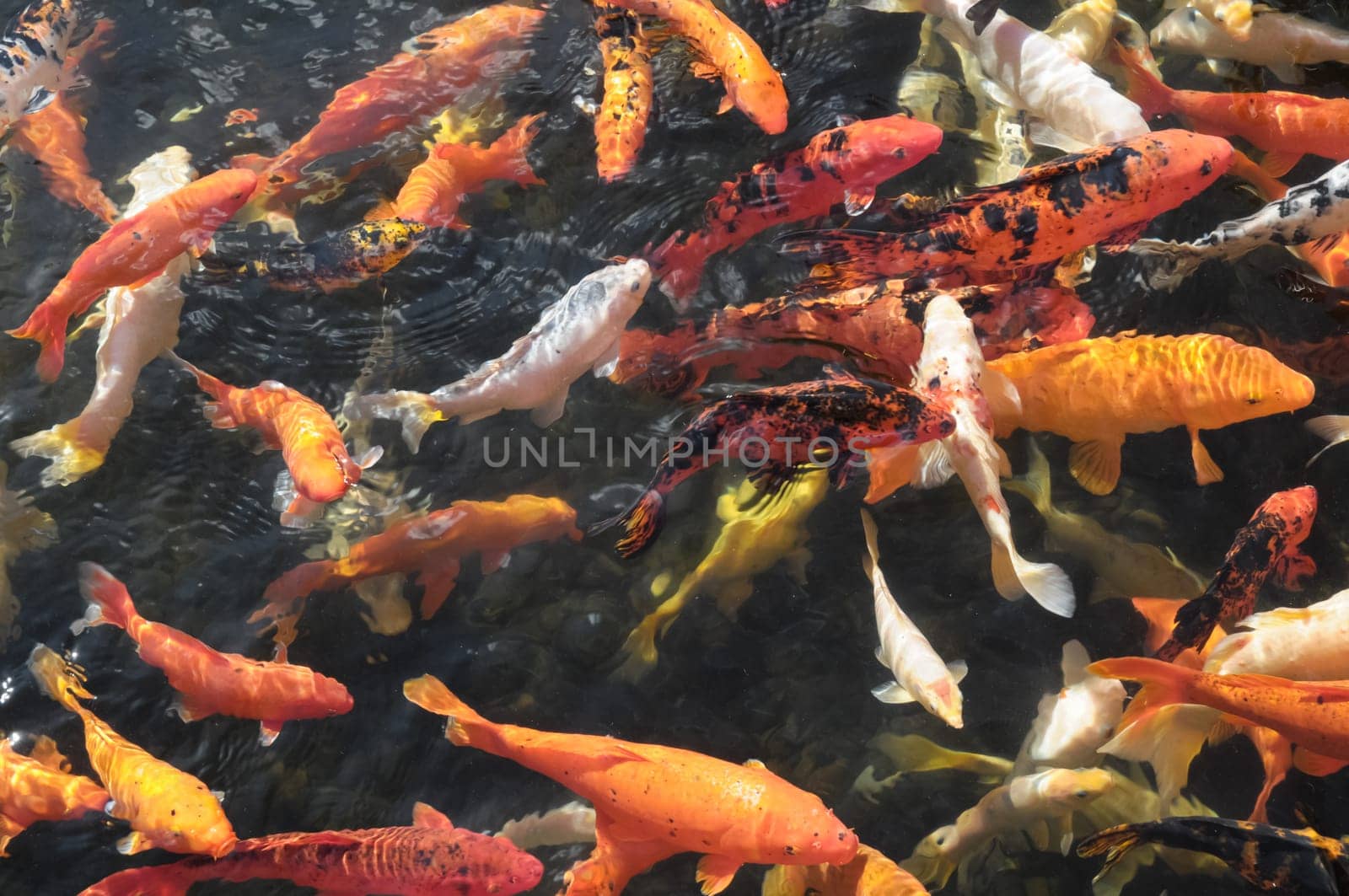 Many Colored Koi Carps in a Dark Pond