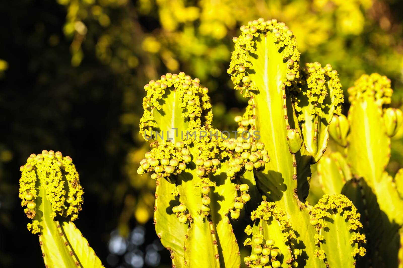 Flowering Cactus Illuminated by the Sunset Colors