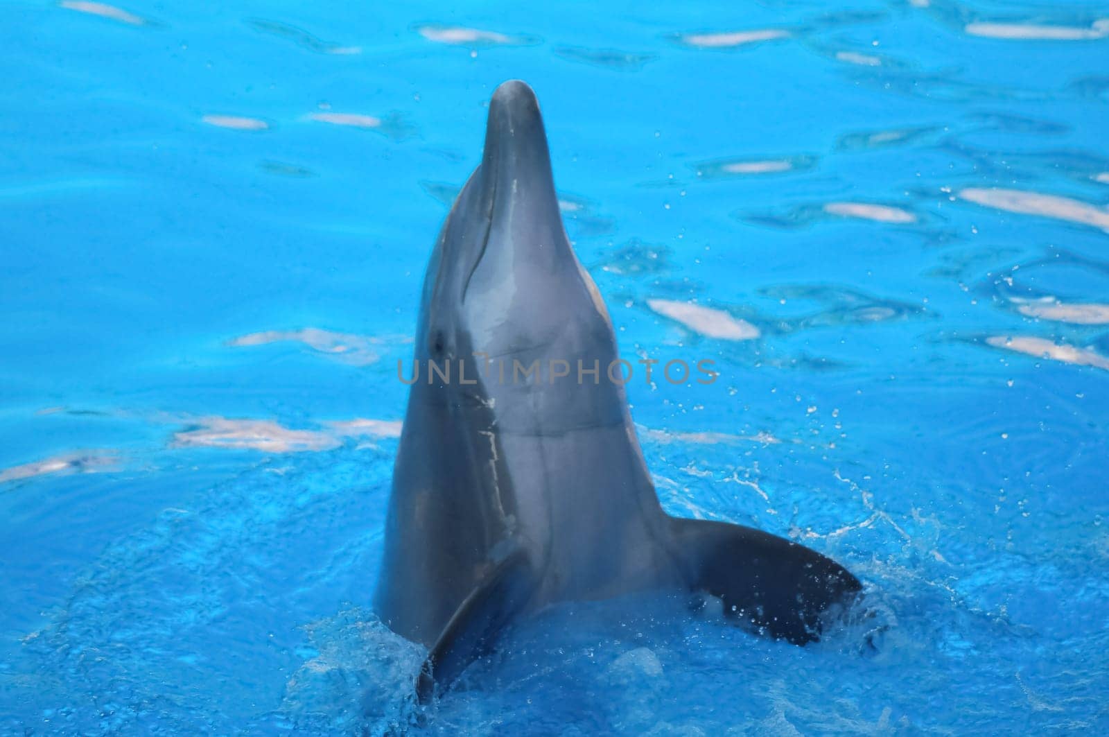 Funny Dolphins Swimming on a very Blue Water