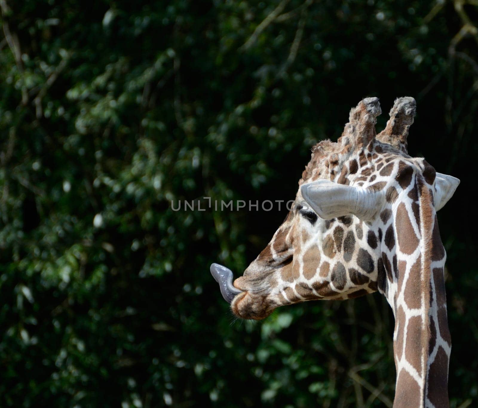 Giraffe sticks out tongue