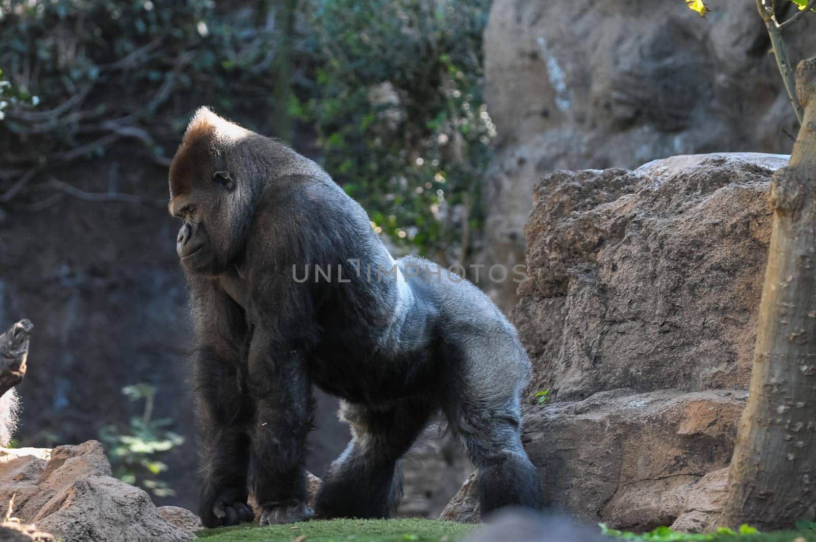 Strong Adult Black Gorilla on the Green Floor