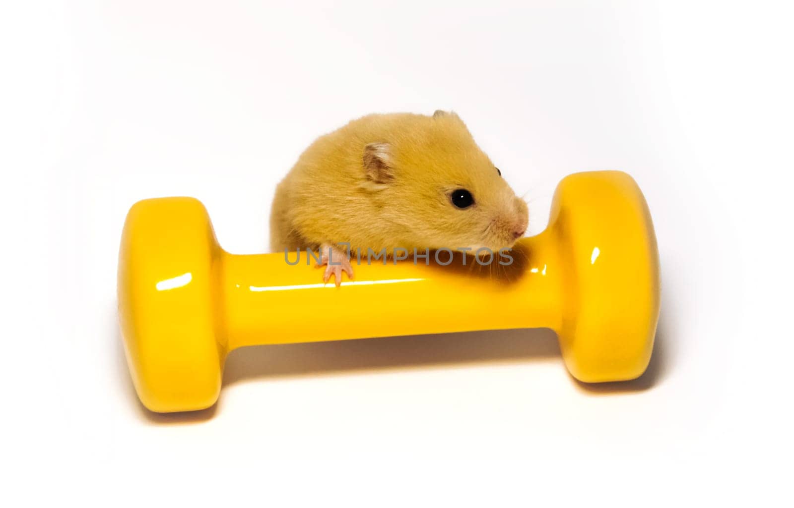 Hamster with a dumbbell