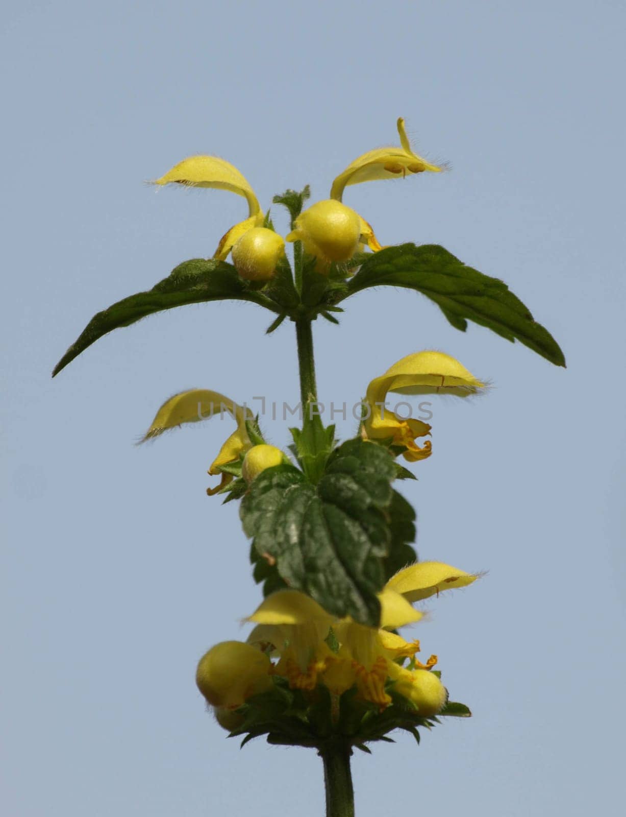 Gold nettle
