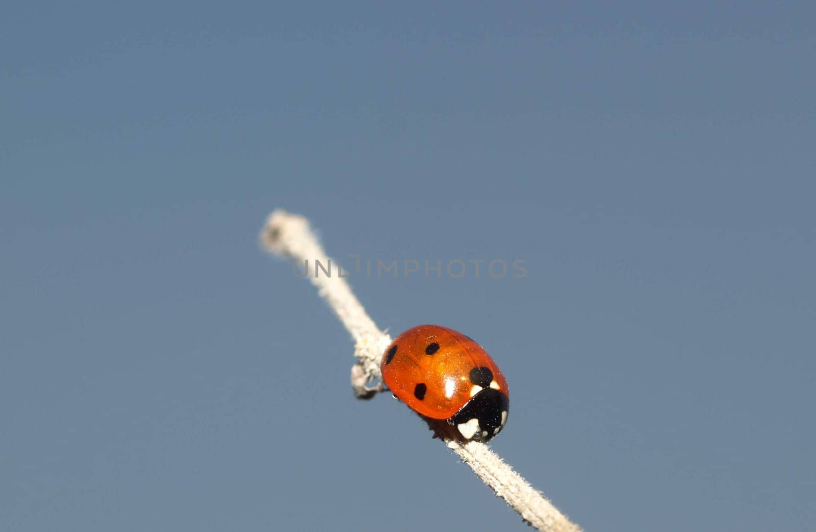 Ladybug