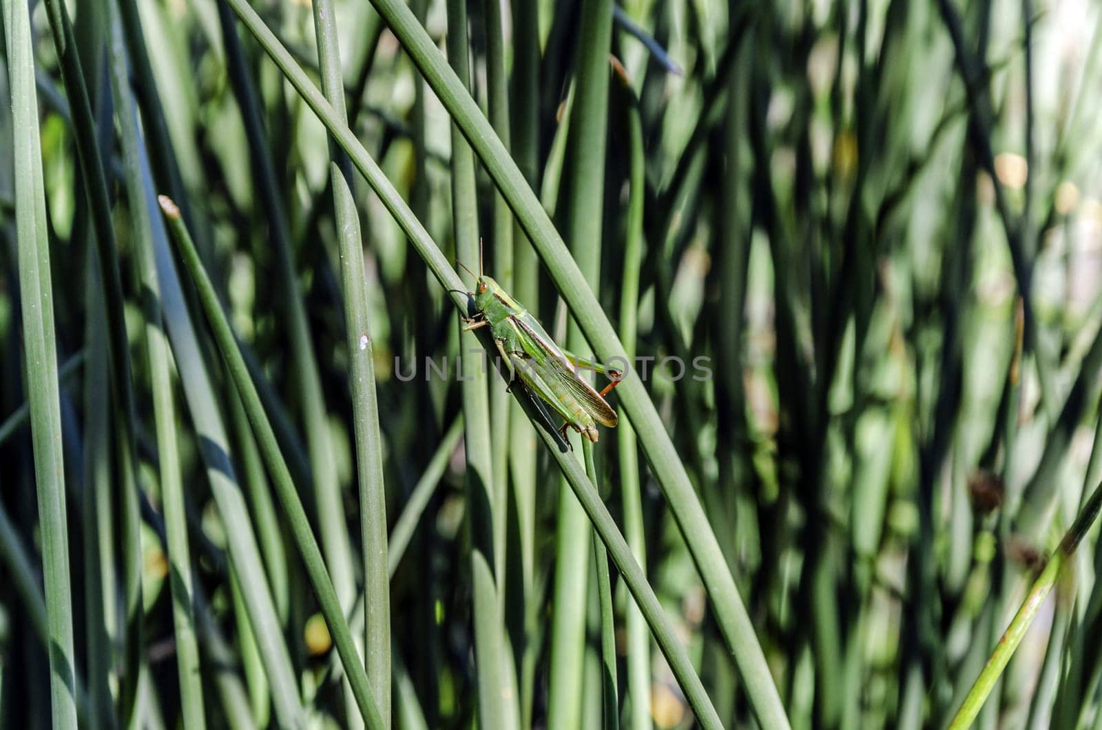 Close, clean and detail picture at one small creature, Grasshooper. Green and simple like allways! The picture is maked in Spain, close to one river in Navarra region.