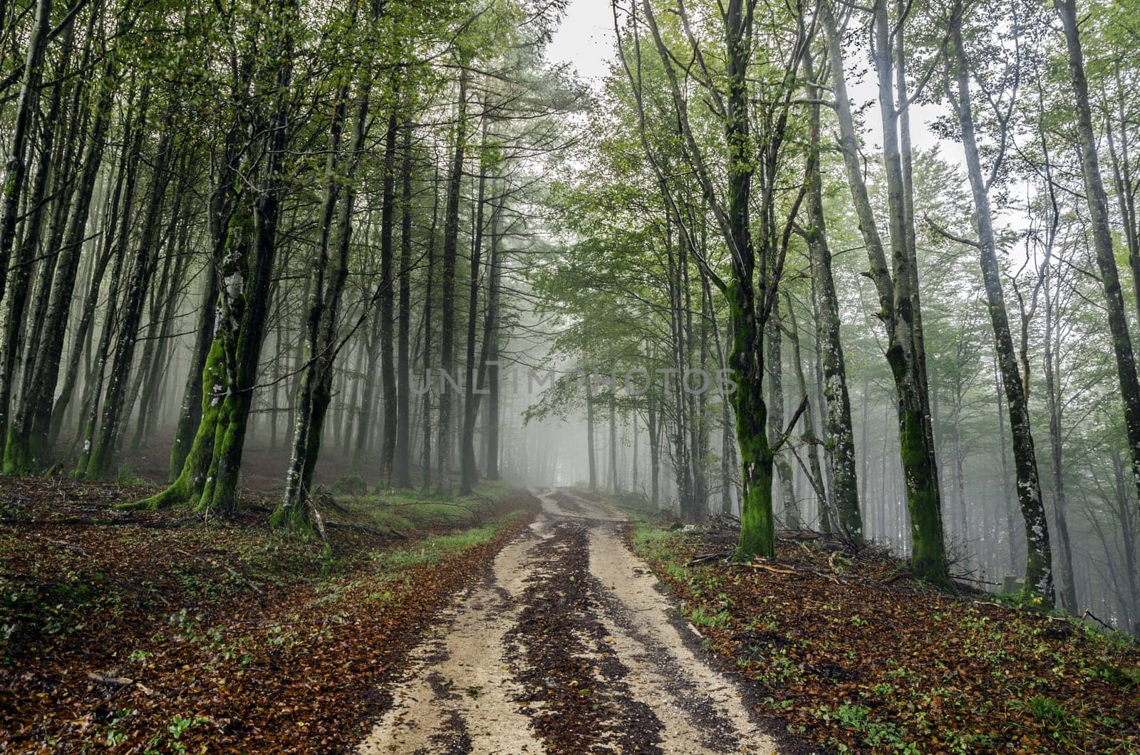 Beautiful nature photography inside the fores in Spain. The fog is adding mysticle atmosphere in this otherwhise boring forest, The road tru the forest is making the picture more dramatic.