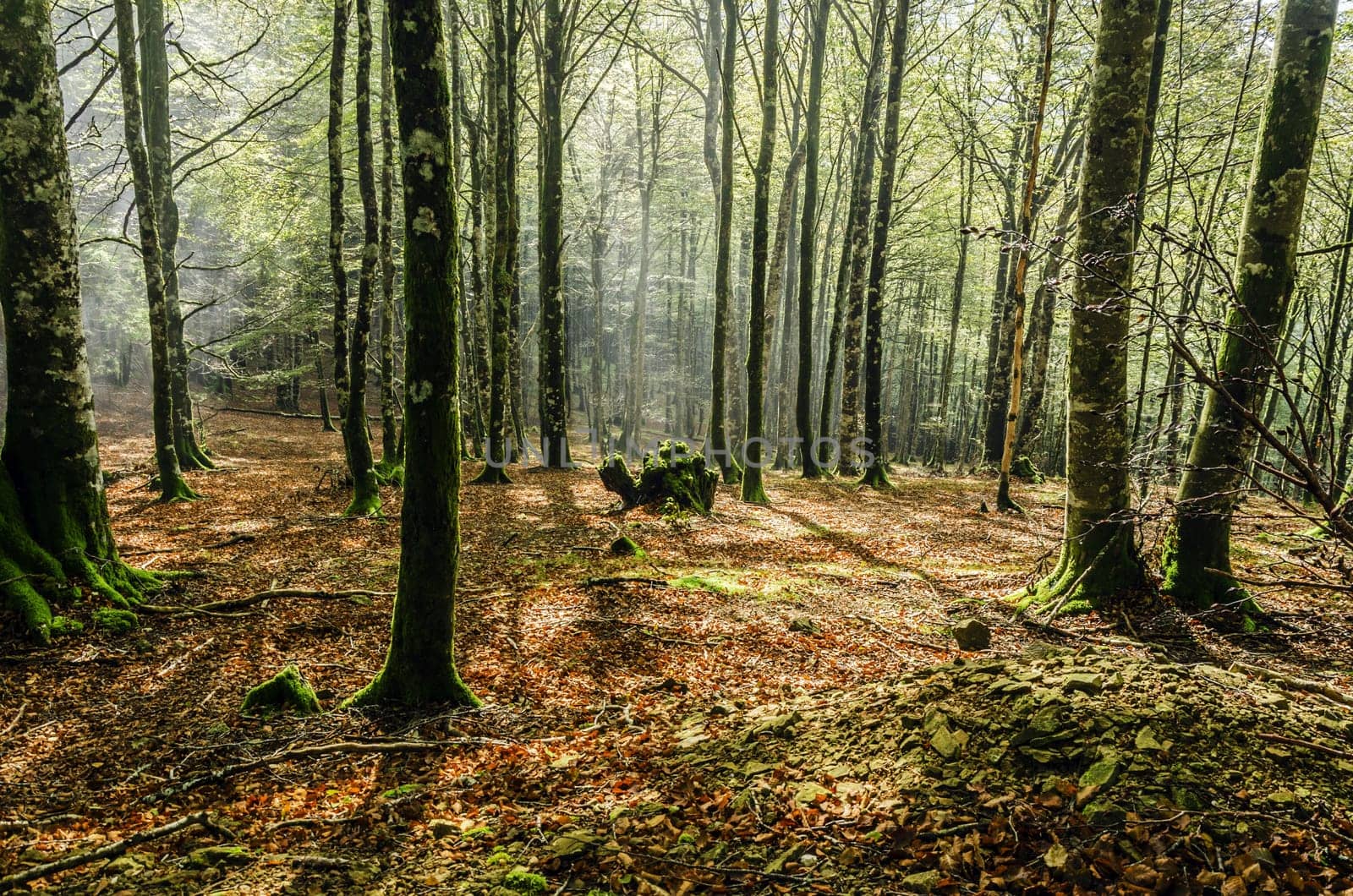 Beautiful nature photography inside the fores in Spain. The fog is adding mysticle atmosphere in this otherwhise boring forest, beautiful sun rays are cutting the fog and make the picture more dramatic.