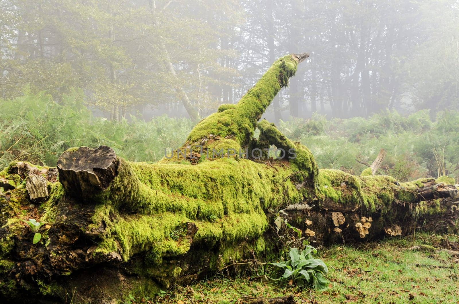 Beautiful photography inside the fores in Spain. The fog and sun rays are adding mysticle atmosphere in this otherwhise boring object.