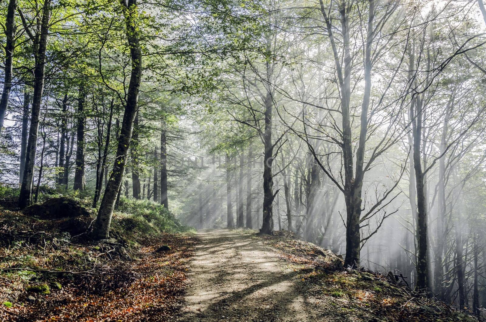Beautiful nature photography inside the fores in Spain. The fog is adding mysticle atmosphere in this otherwhise boring forest, The road tru the forest is making the picture more dramatic.