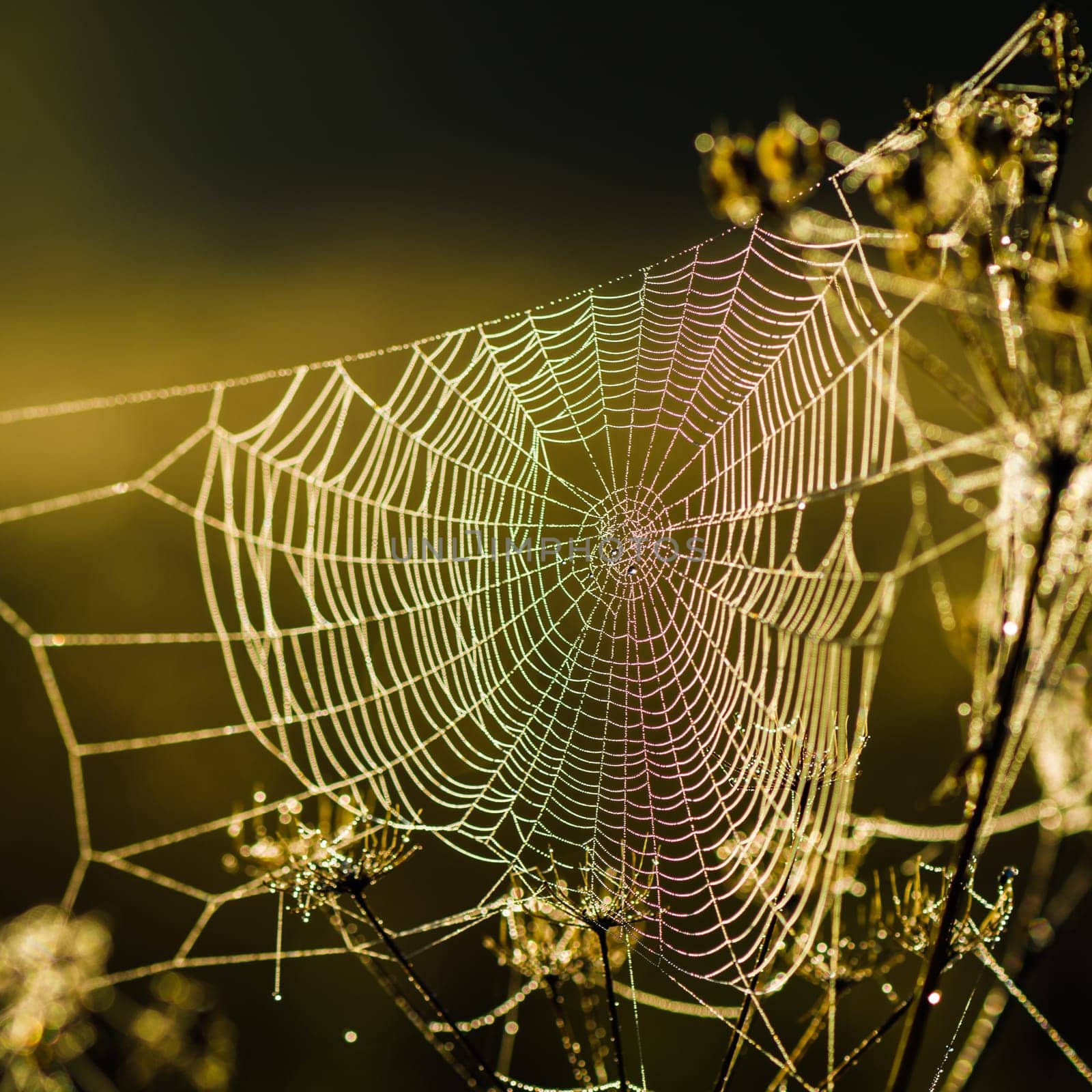Drops of dew on a web shined by morning light