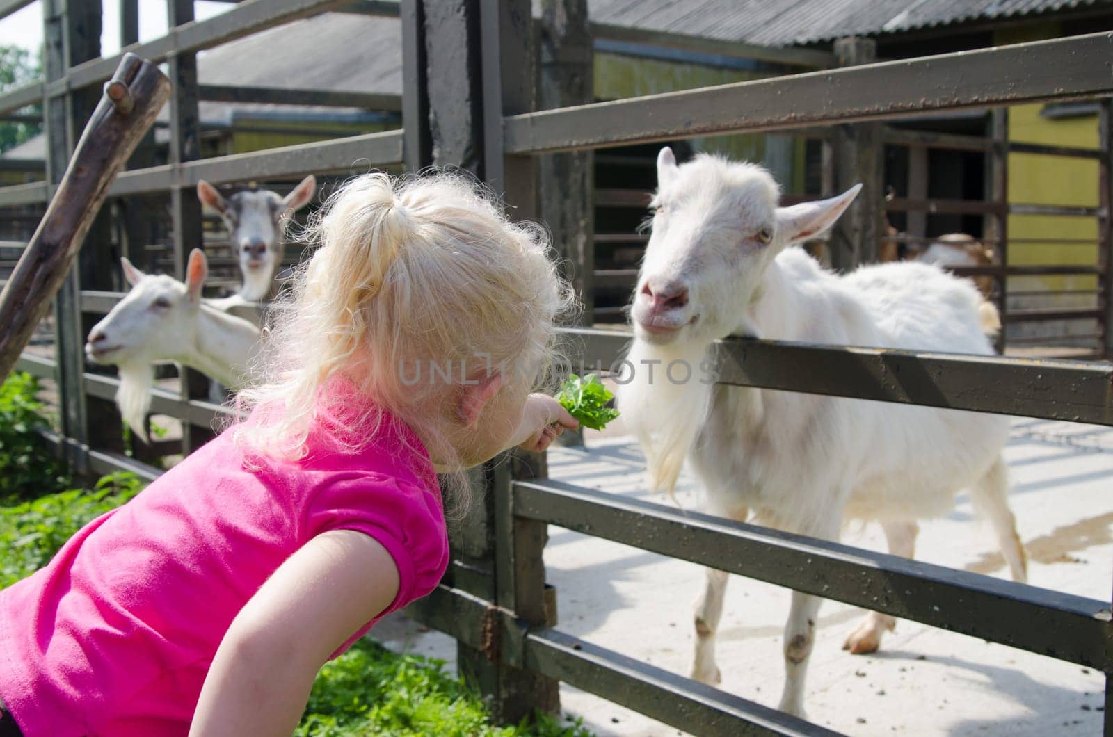 The little girl feeds goats on a farm