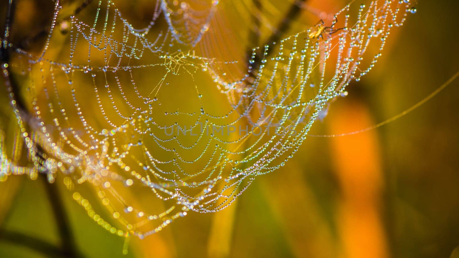 Drops of dew on a web shined by morning light