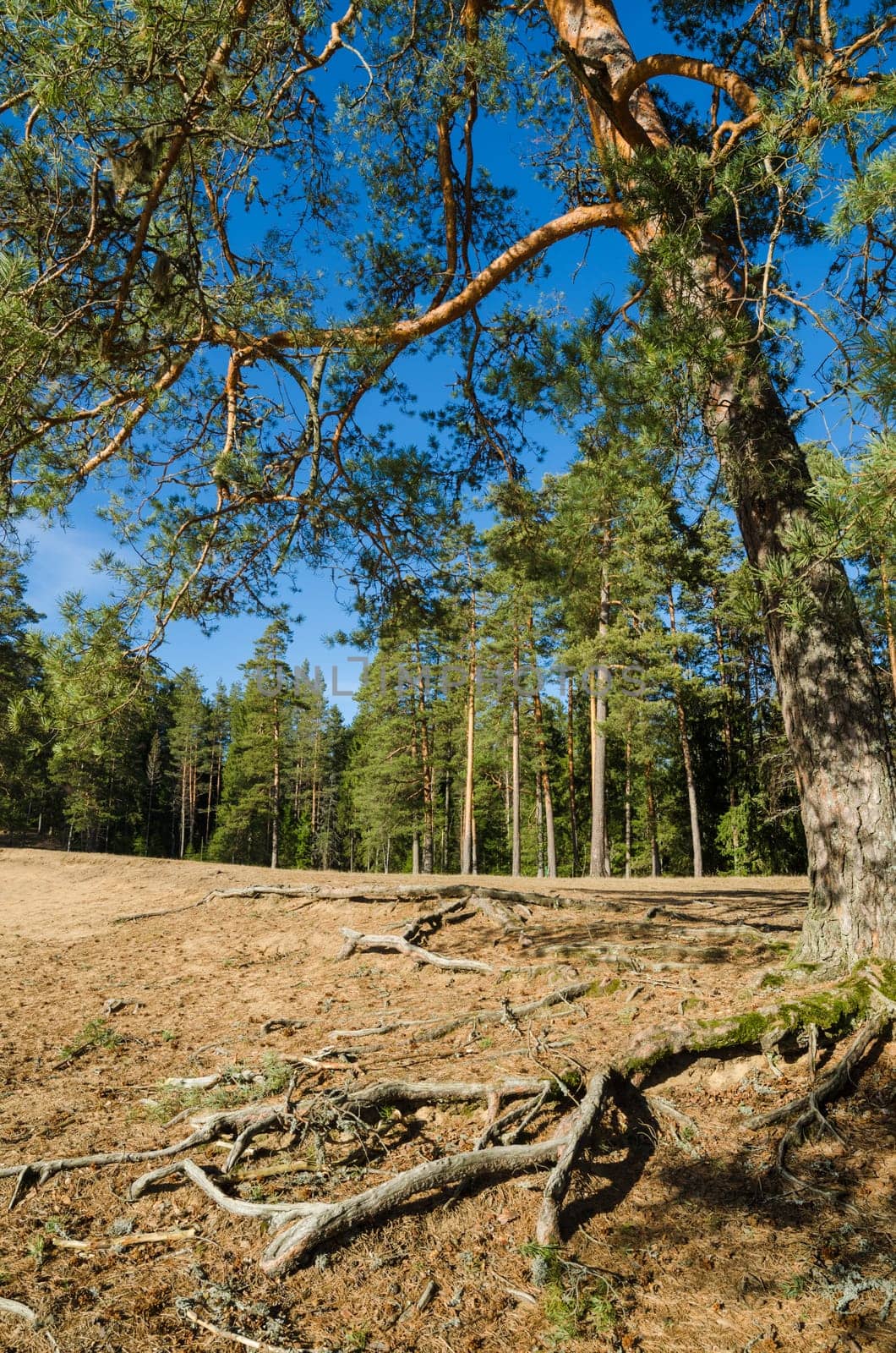 Spring landscape in a Baltic wood