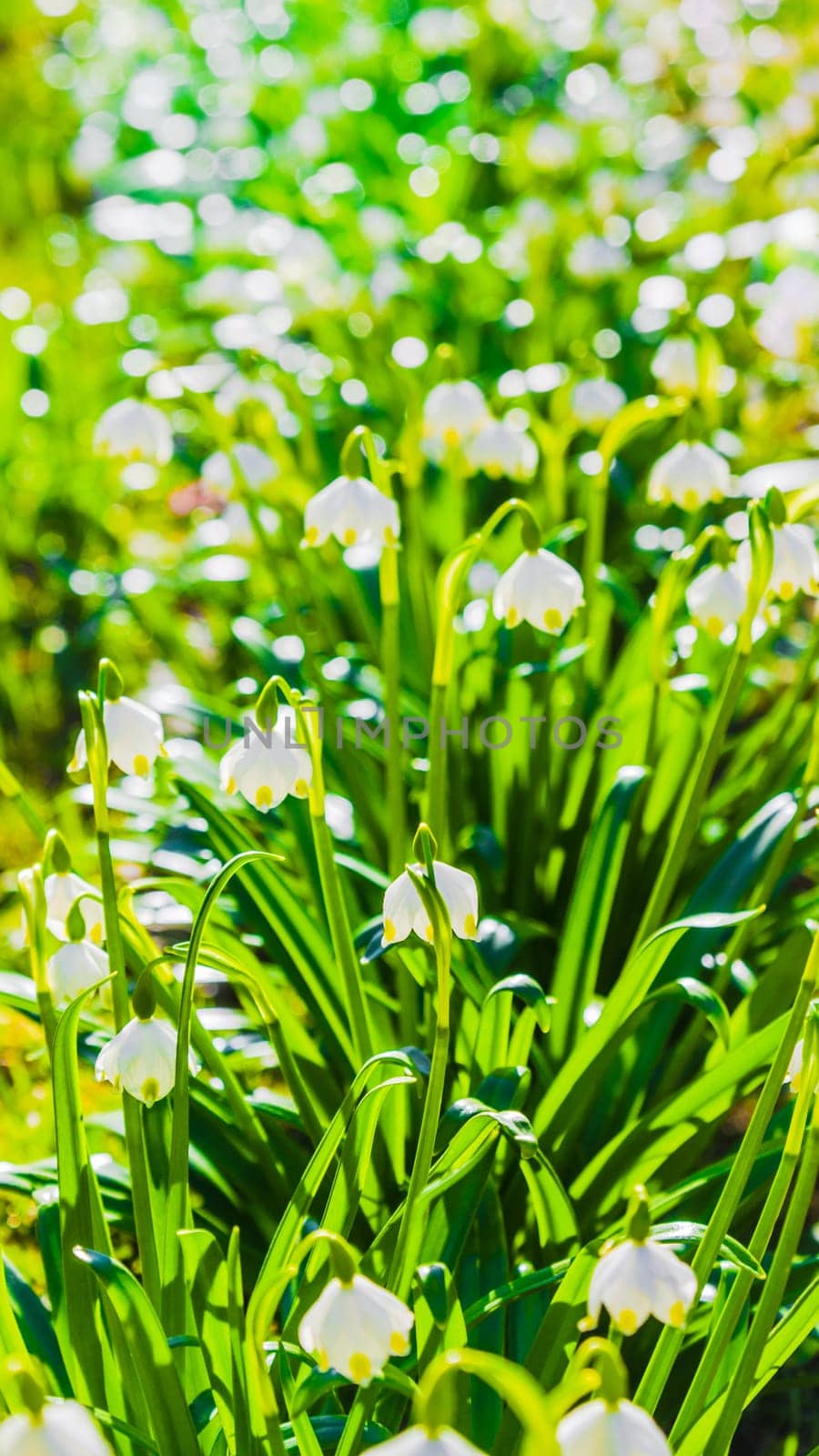 White Spring snowdrops, close-up