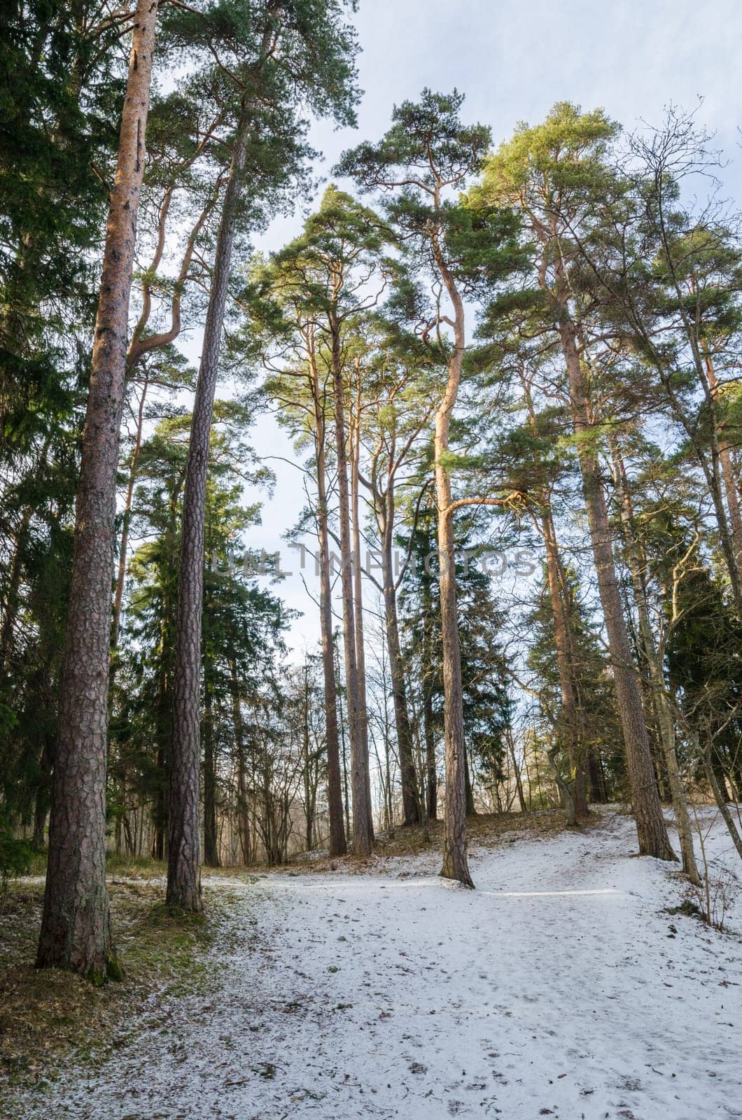 Spring landscape in a Baltic wood