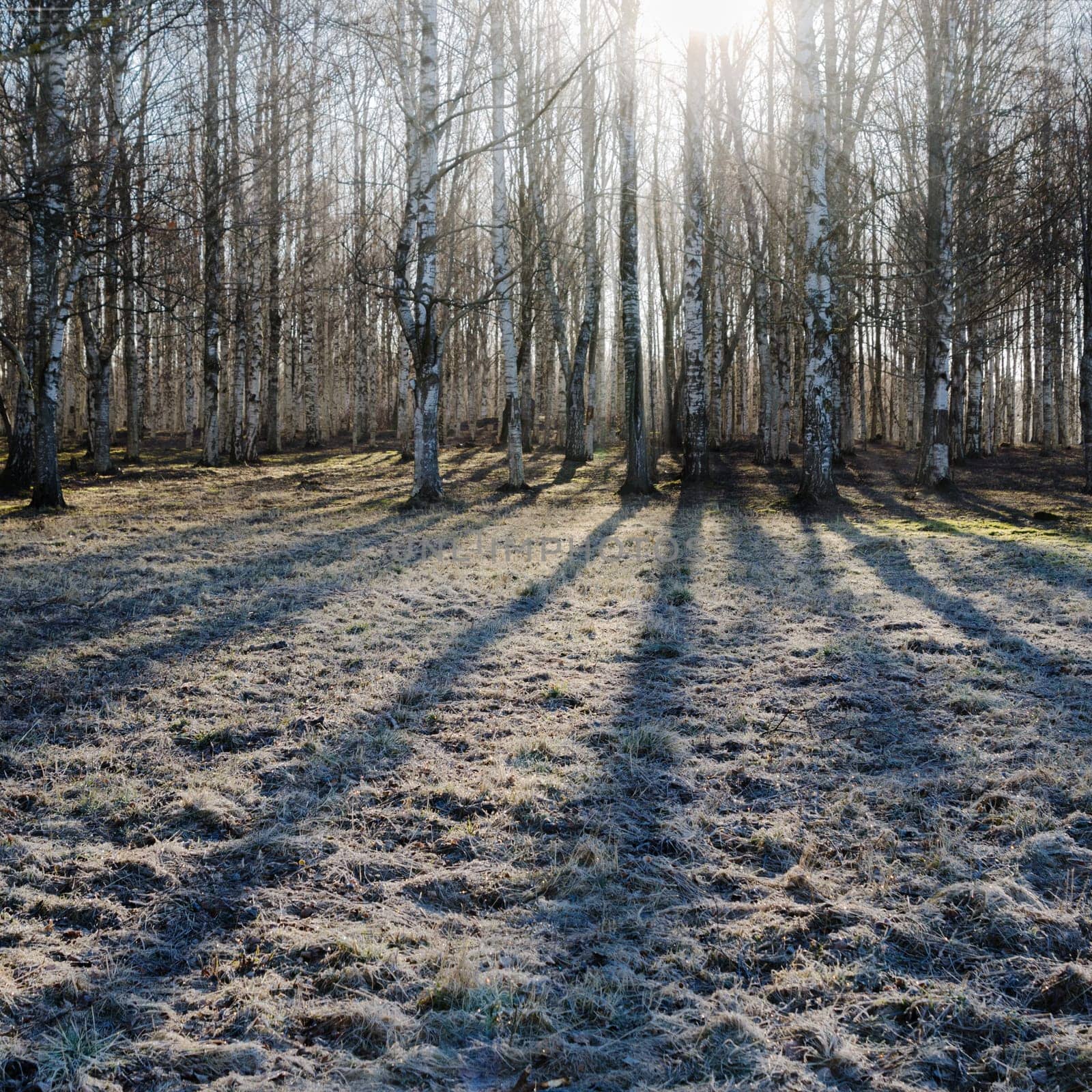 Birch wood in the spring