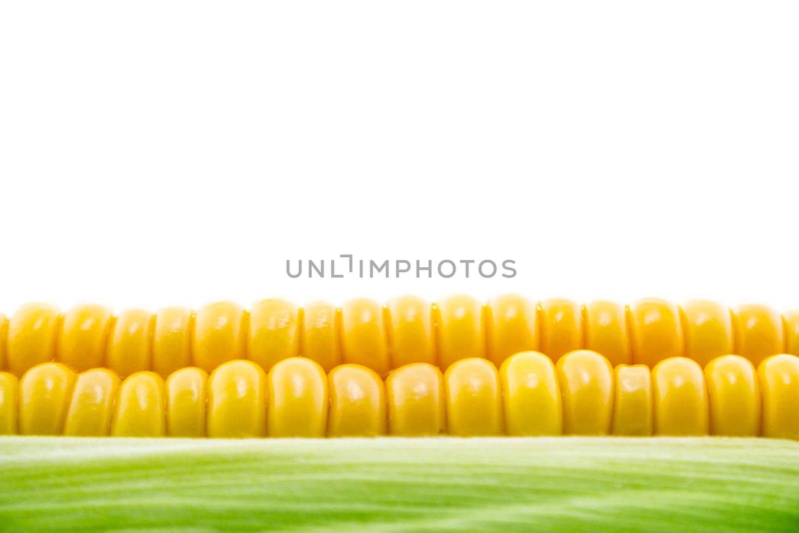 corn cob between green leaves .