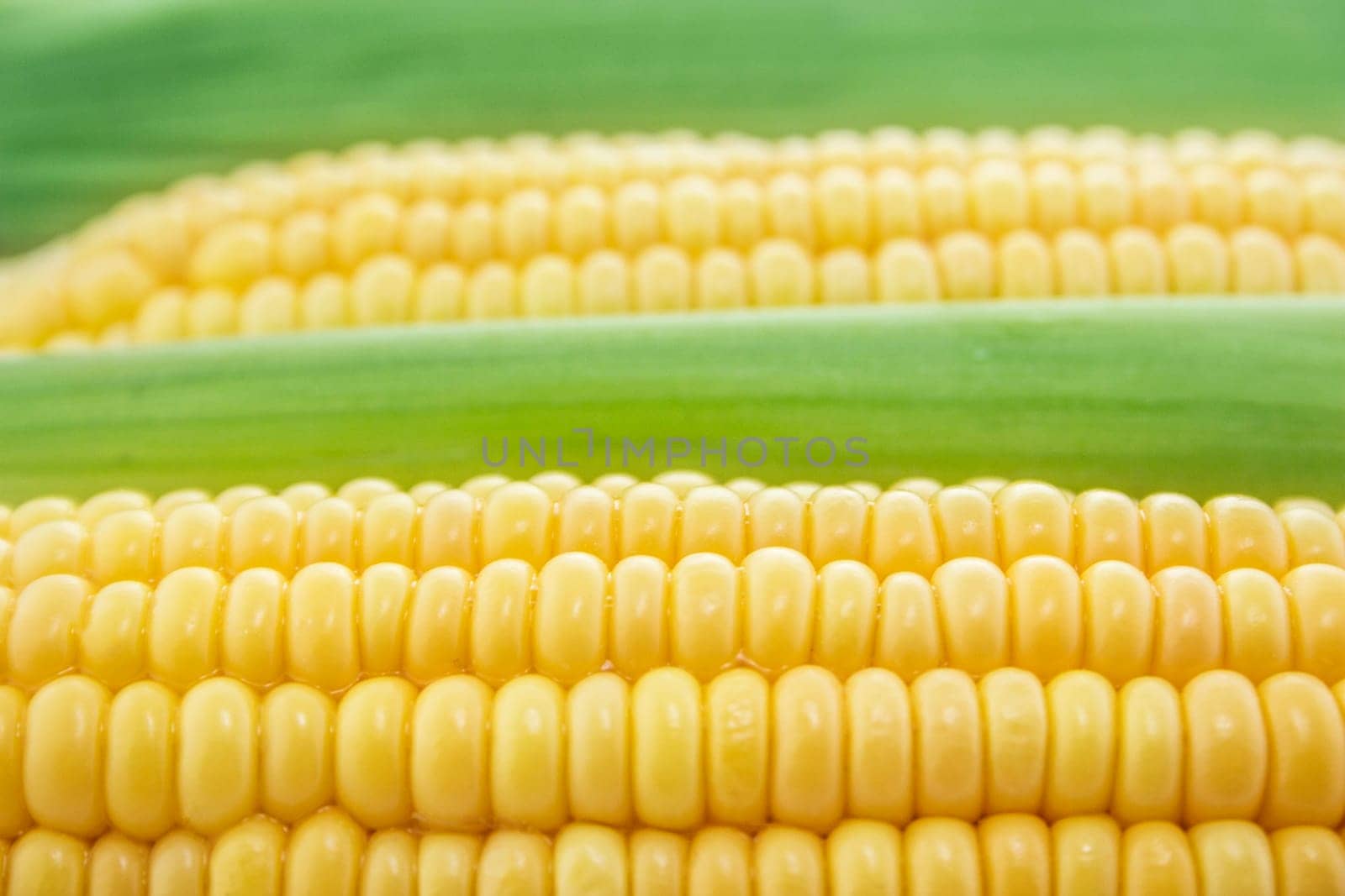corn cob between green leaves .