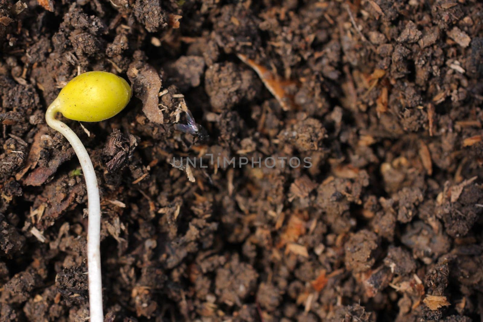 Seedling on compost soil
