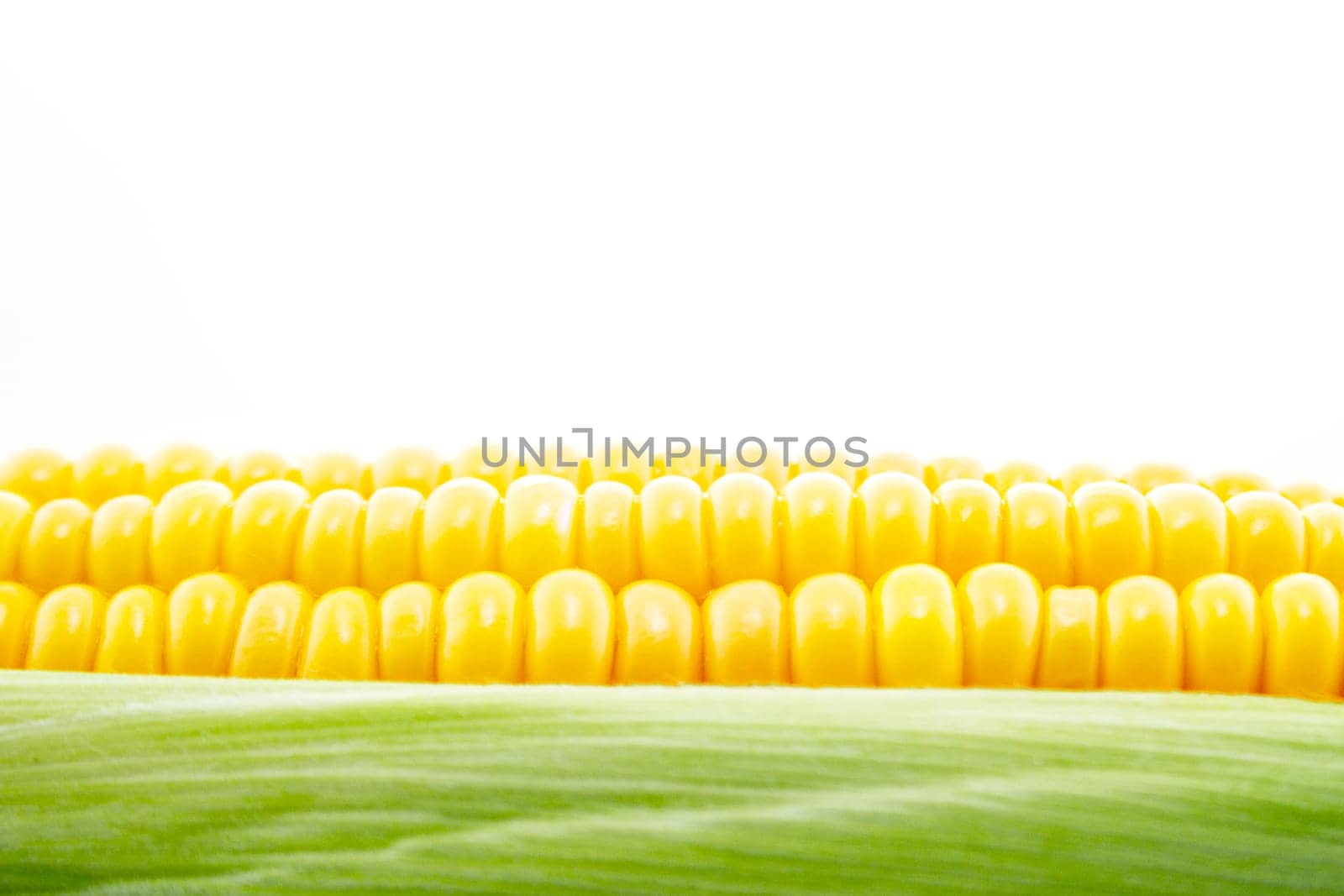 corn cob between green leaves .