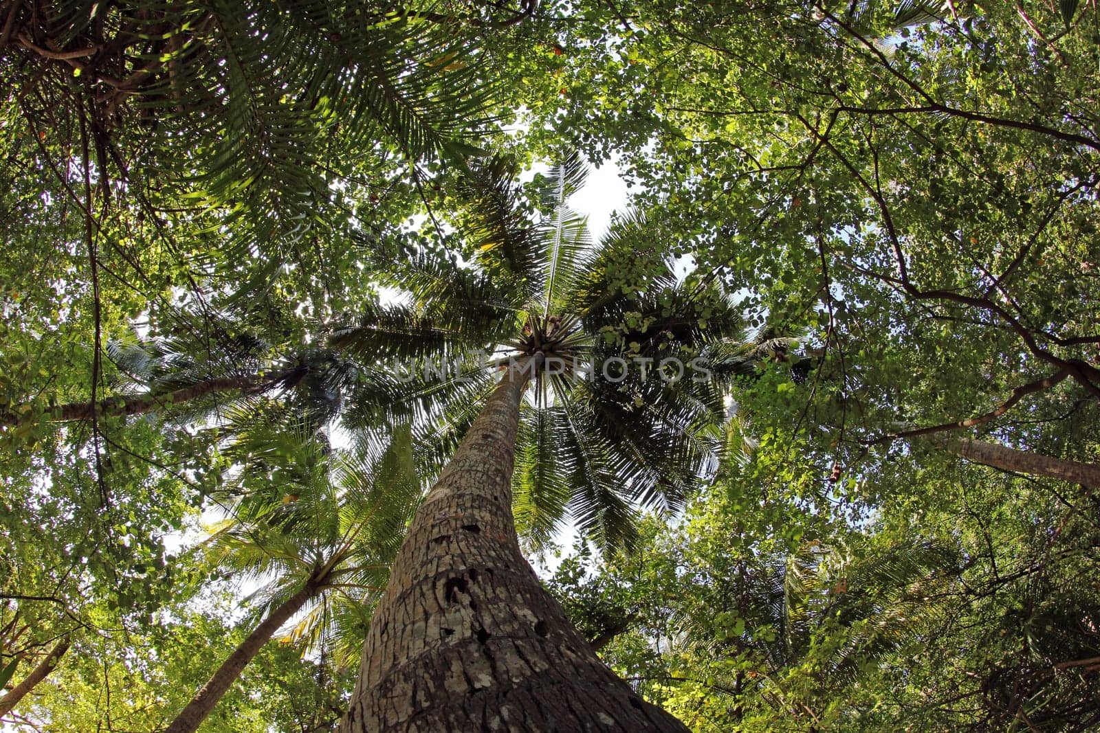 The Large Coconut Palm