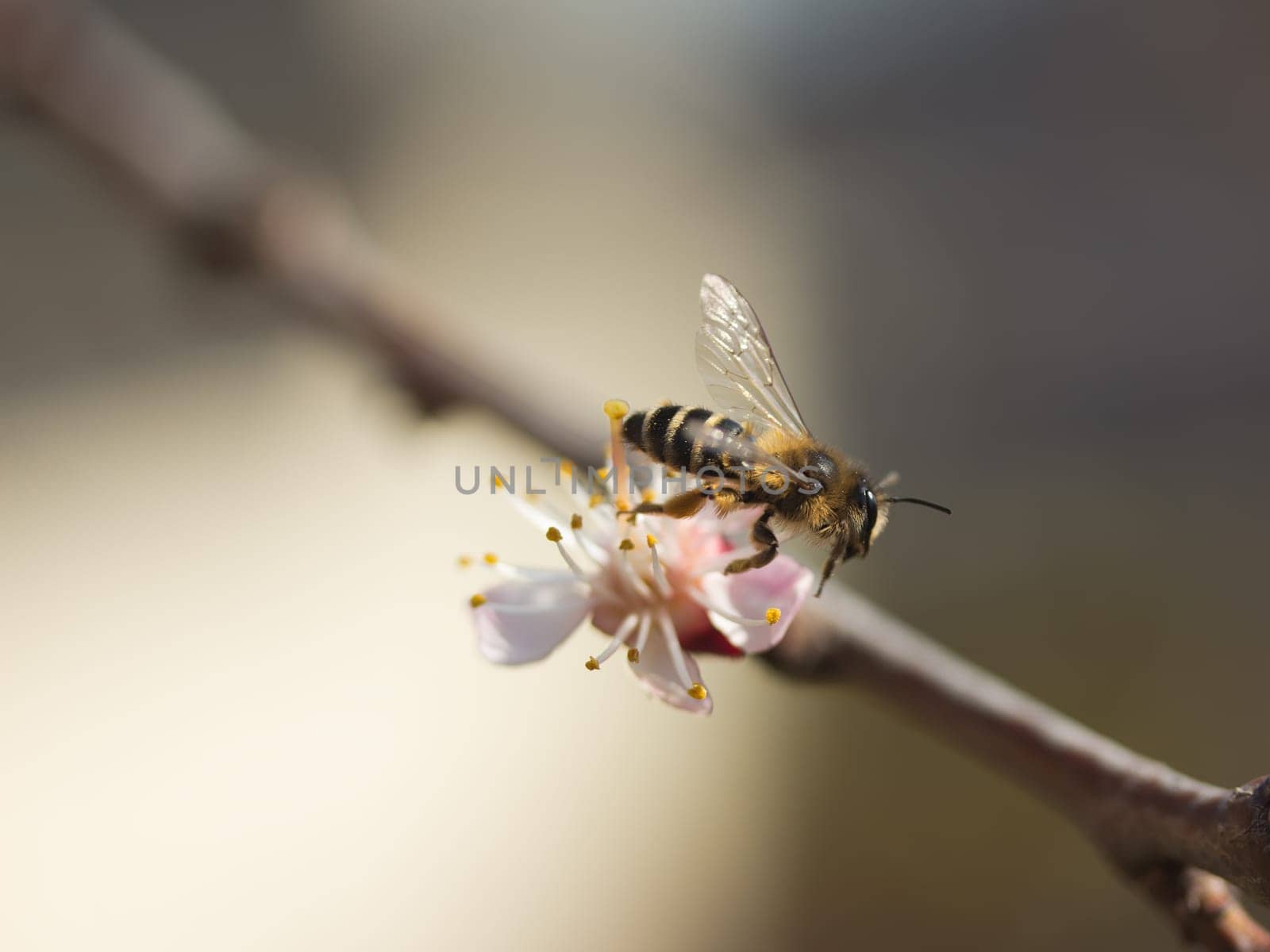 Detailed view of a bee is flying off when pollinated flower apricots