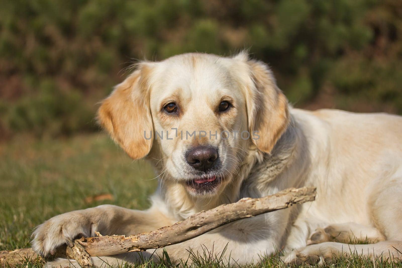 Portrait of a Golden Retriever with a wooden stick.