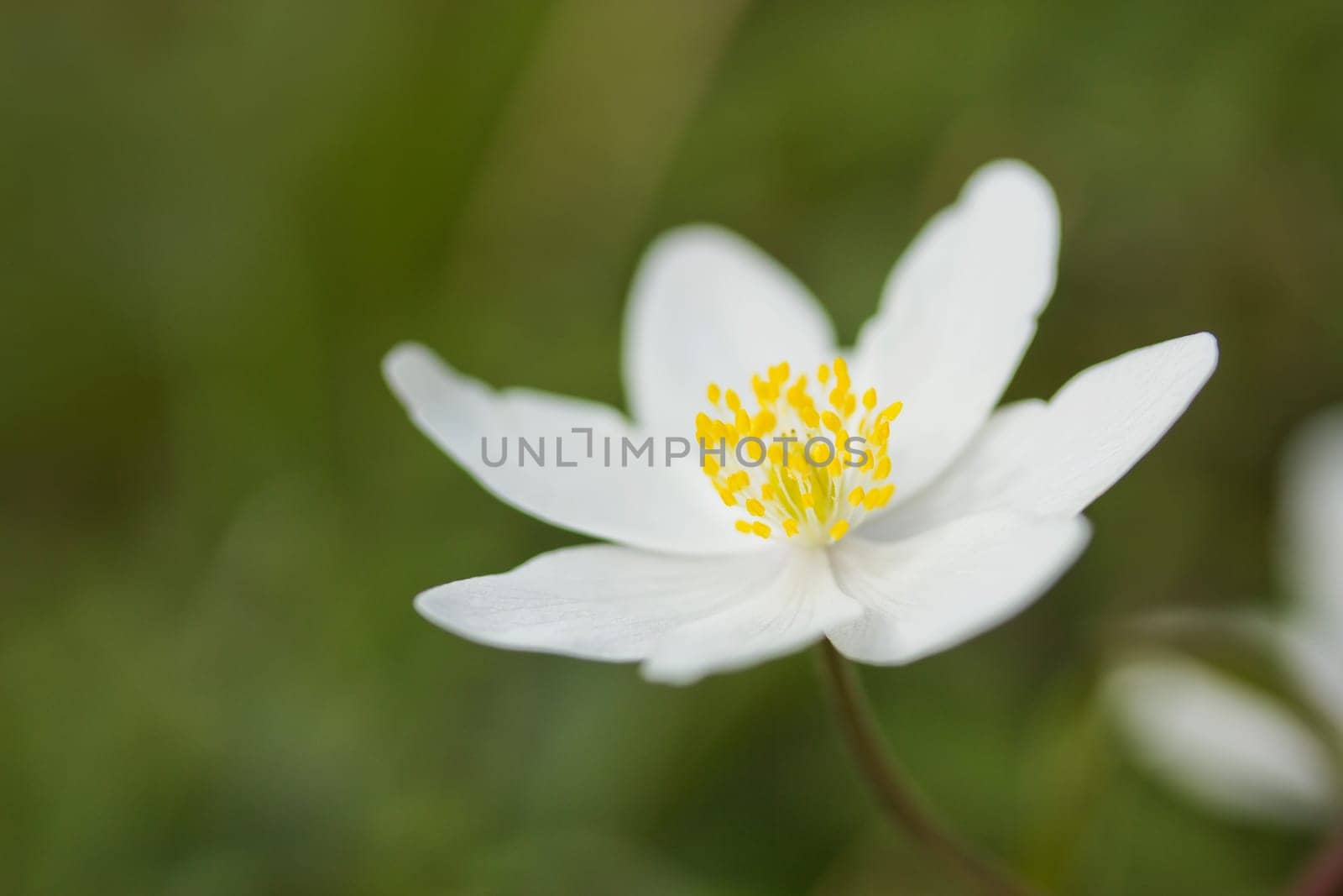 Anemone nemorosa is an early-spring flowering plant