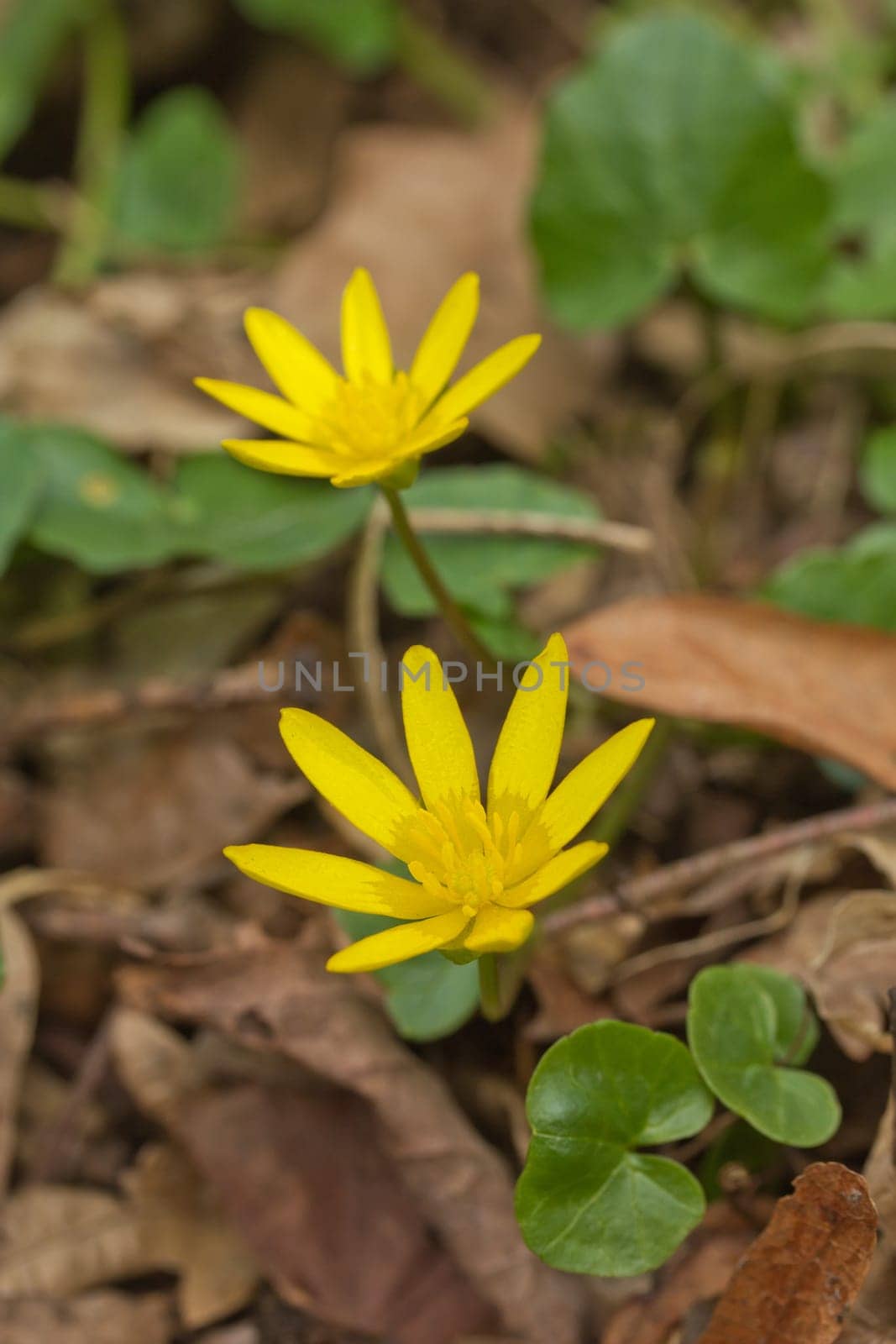 Anemone ranunculoides, the yellow anemone, yellow wood anemone or buttercup anemone flower