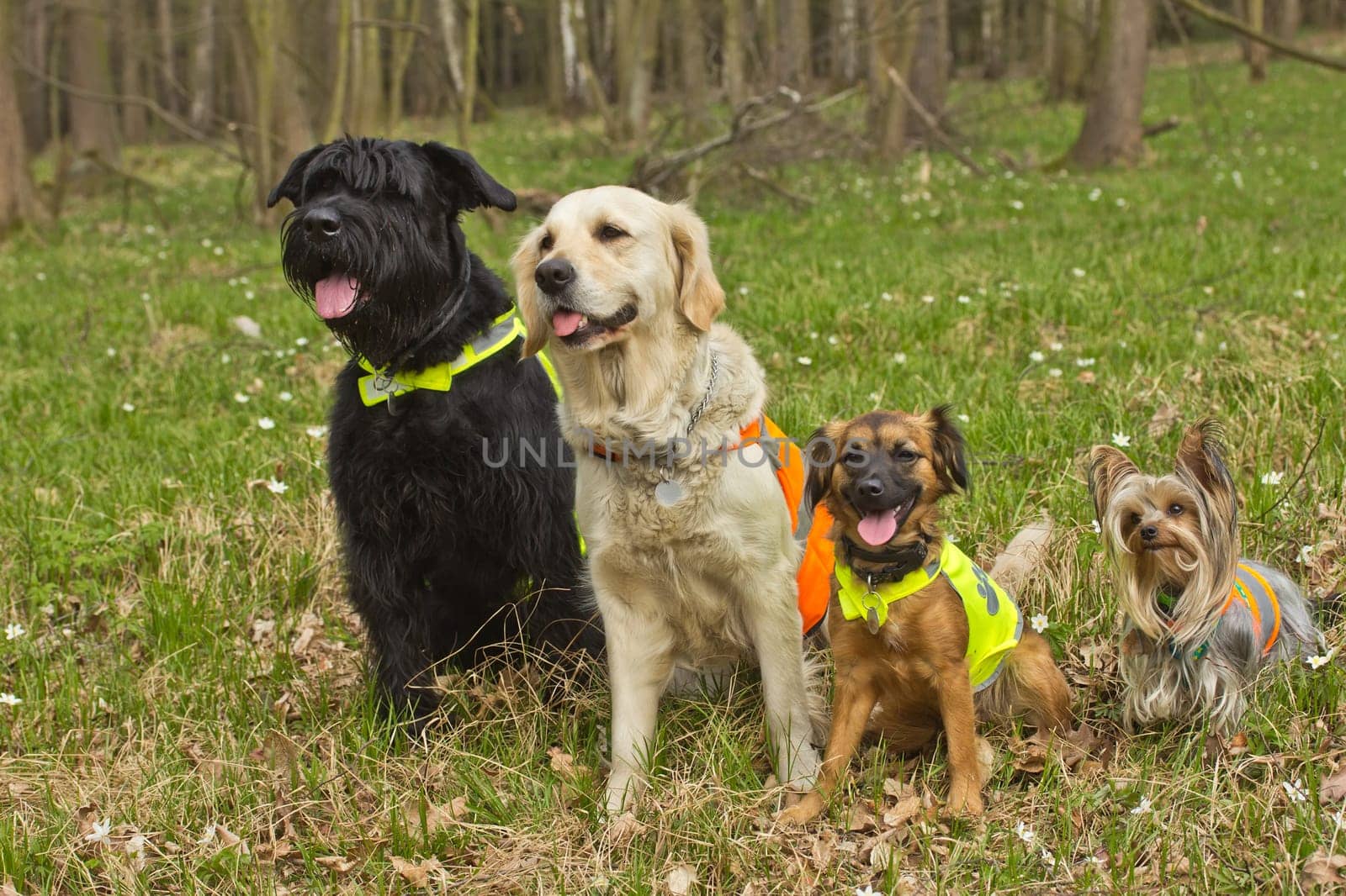 Group of dogs are sitting in the forest. The the dog are wearing a reflective vest.