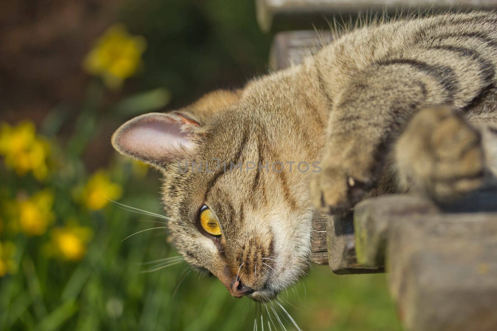 Tabby cat is lying on a bench and is looking down.