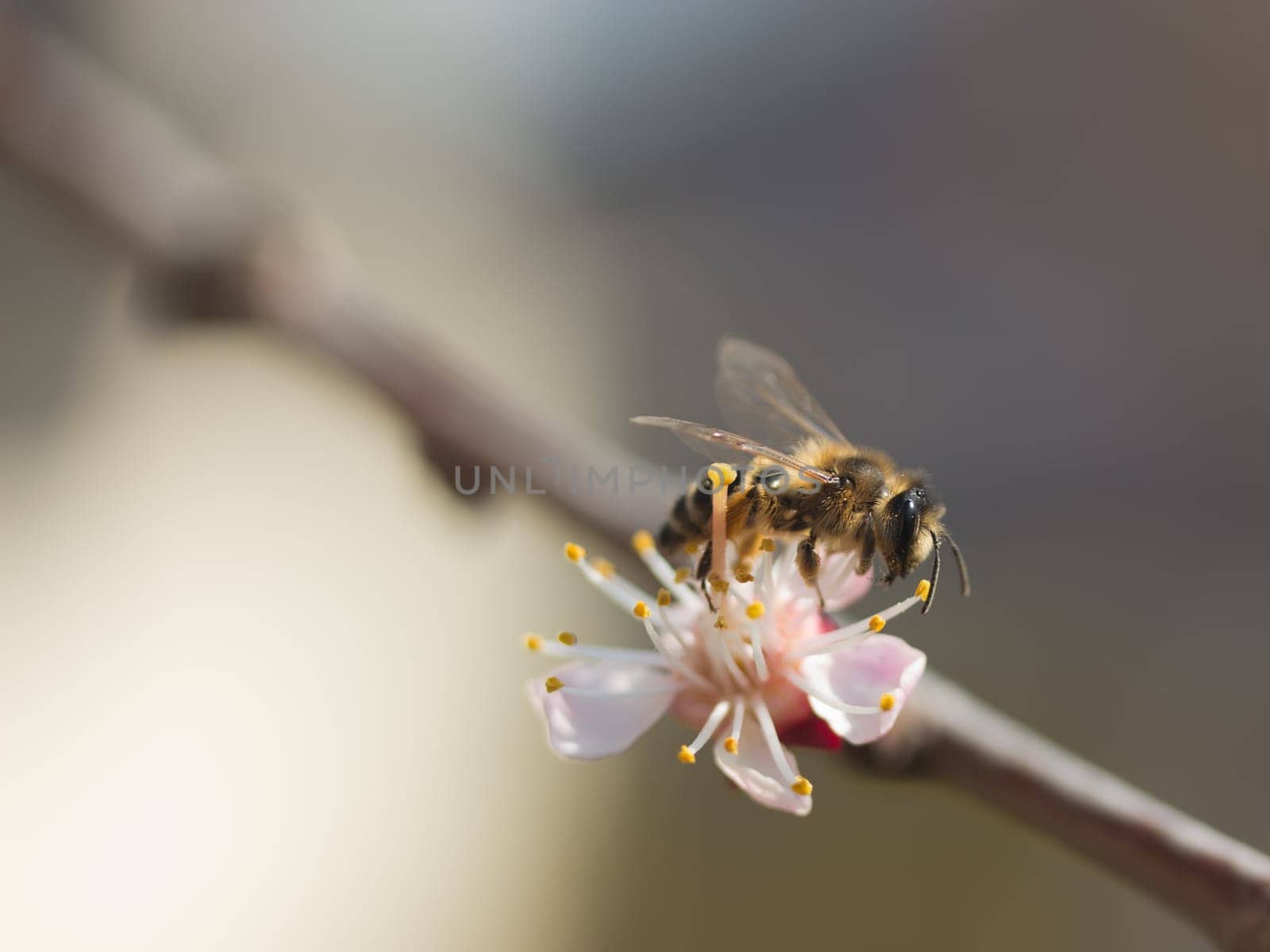Detailed view of a bee is pollinating a flower apricots.