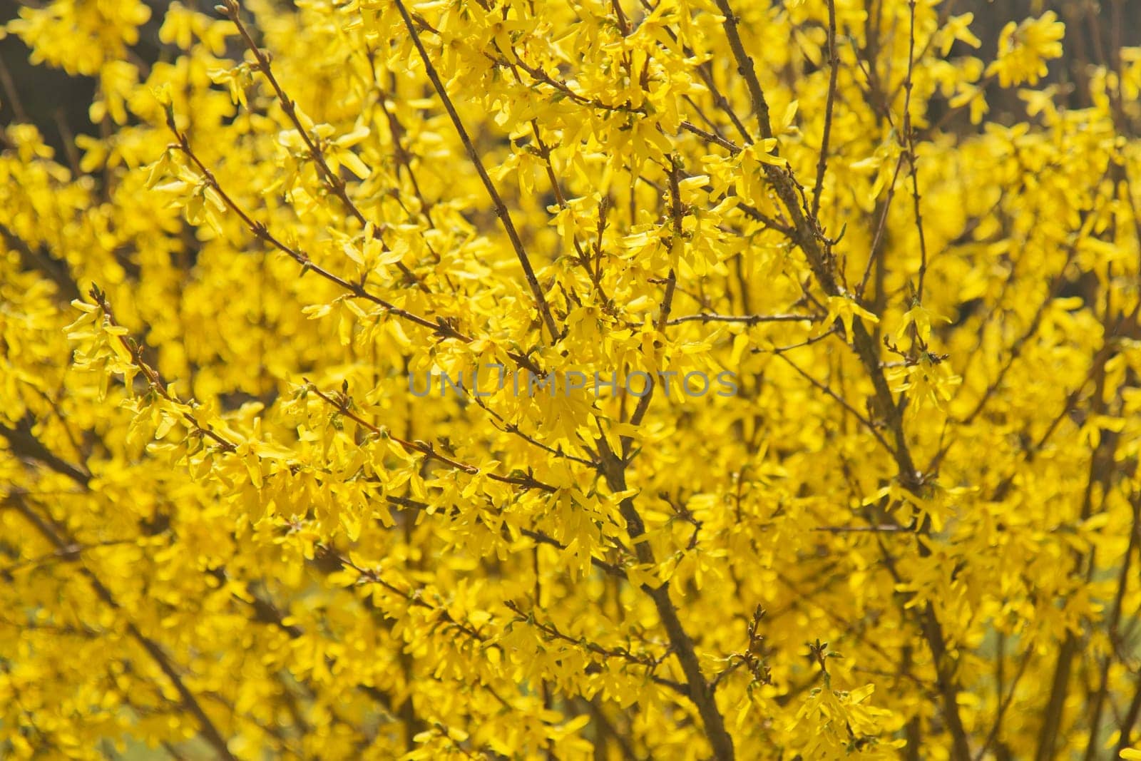 Detailed view of forsythia, symbol of spring.