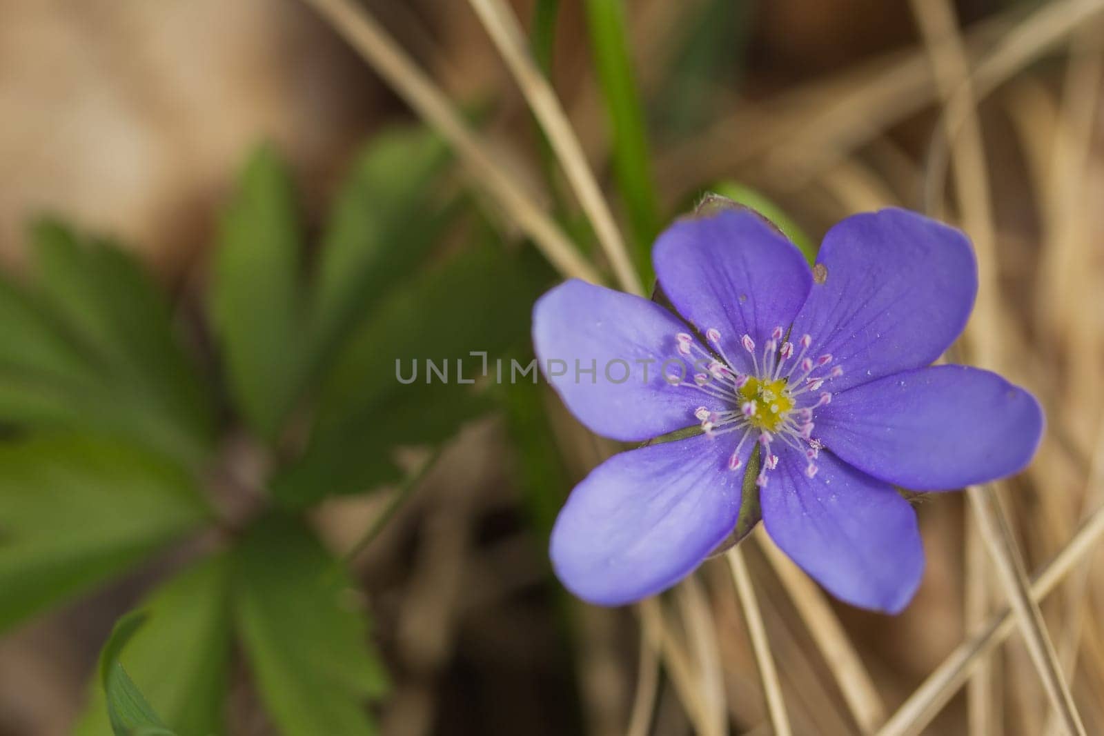 Detailed view of Hepatica nobilis. Horizontally.