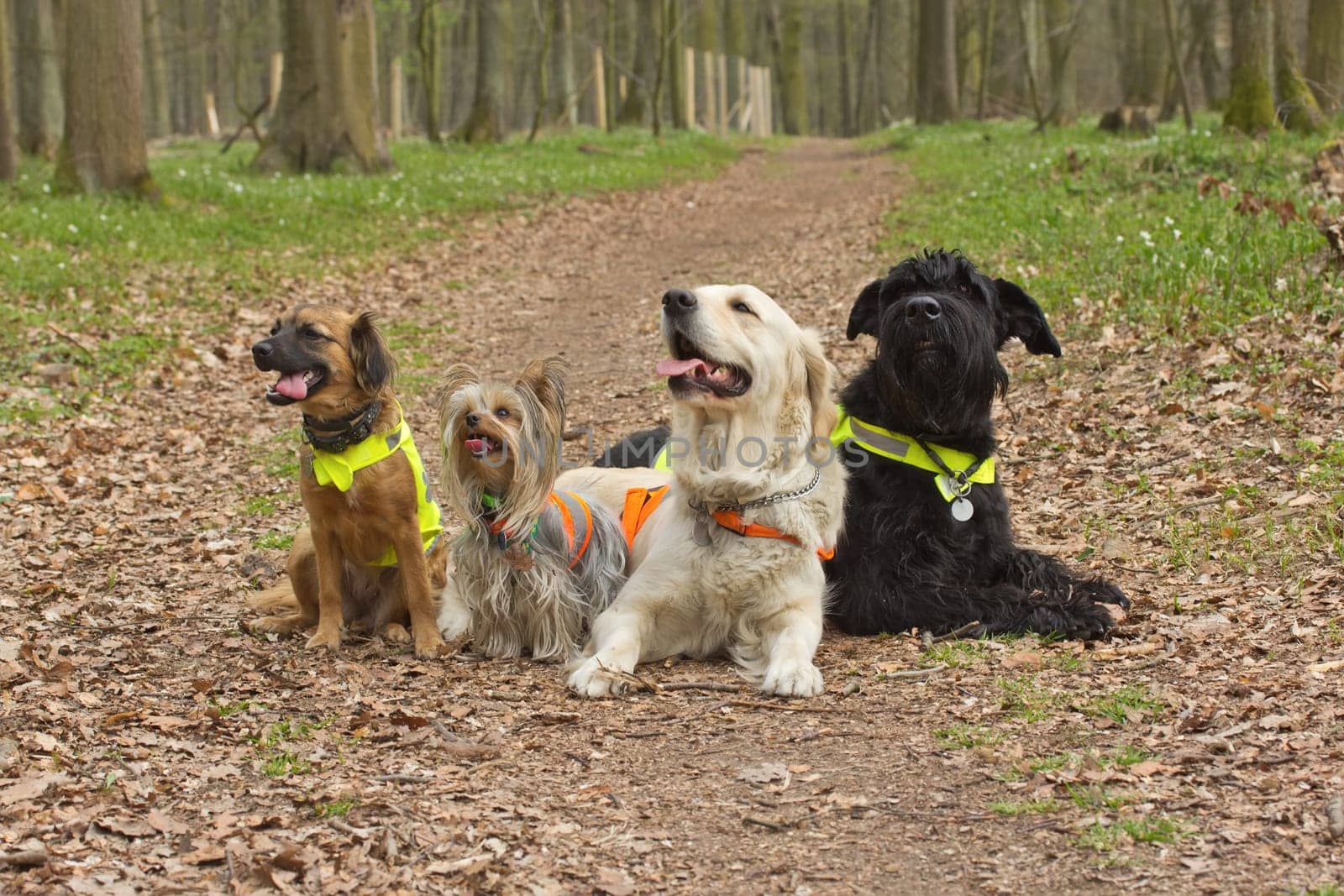 Group of dogs ais wearing a reflective vest. Horizontally.