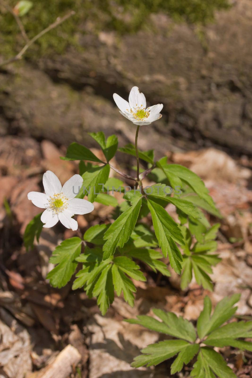 Anemone nemorosa is an early-spring flowering plant