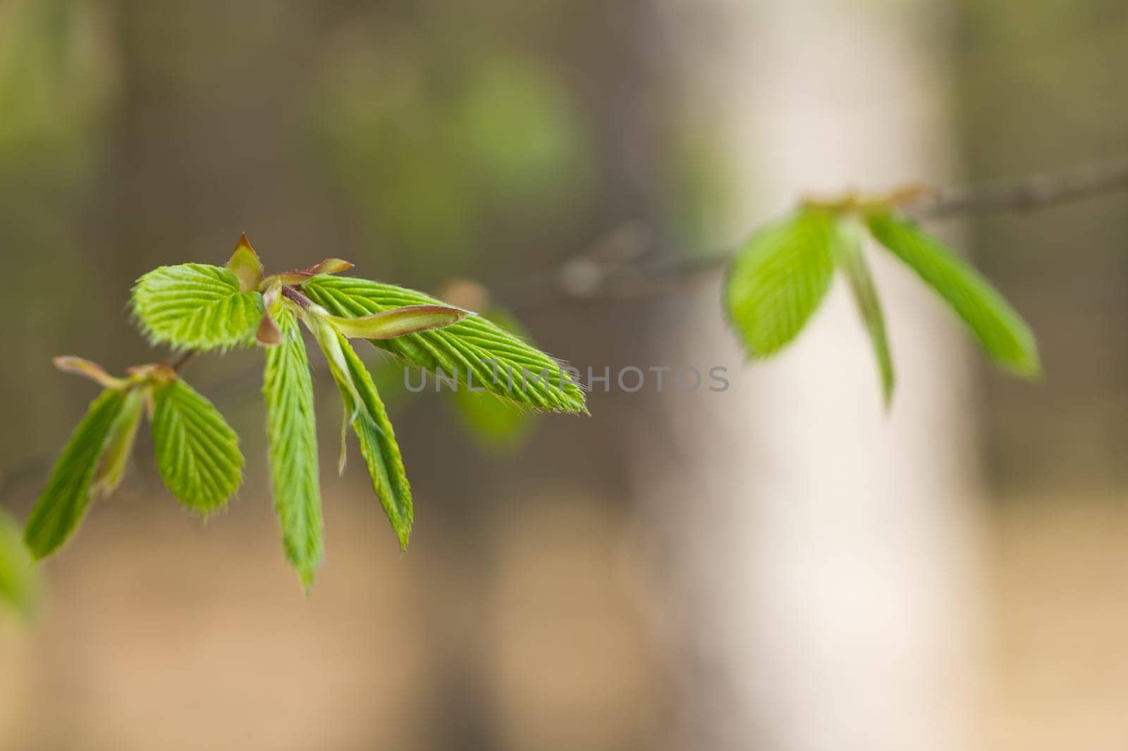 Young developing leaves of beech. Detailed view.