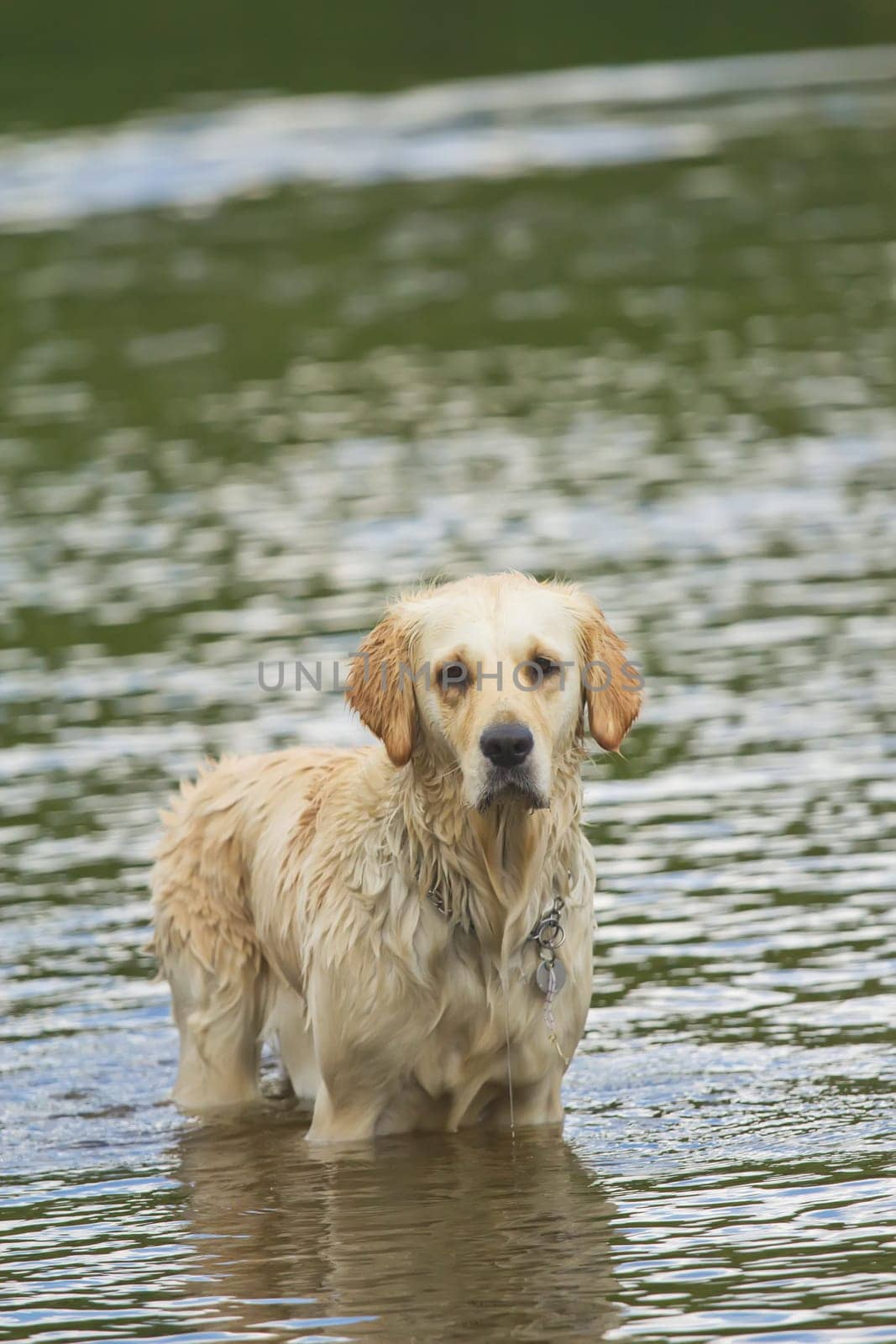 Sad Golden Retriever is standing in the water