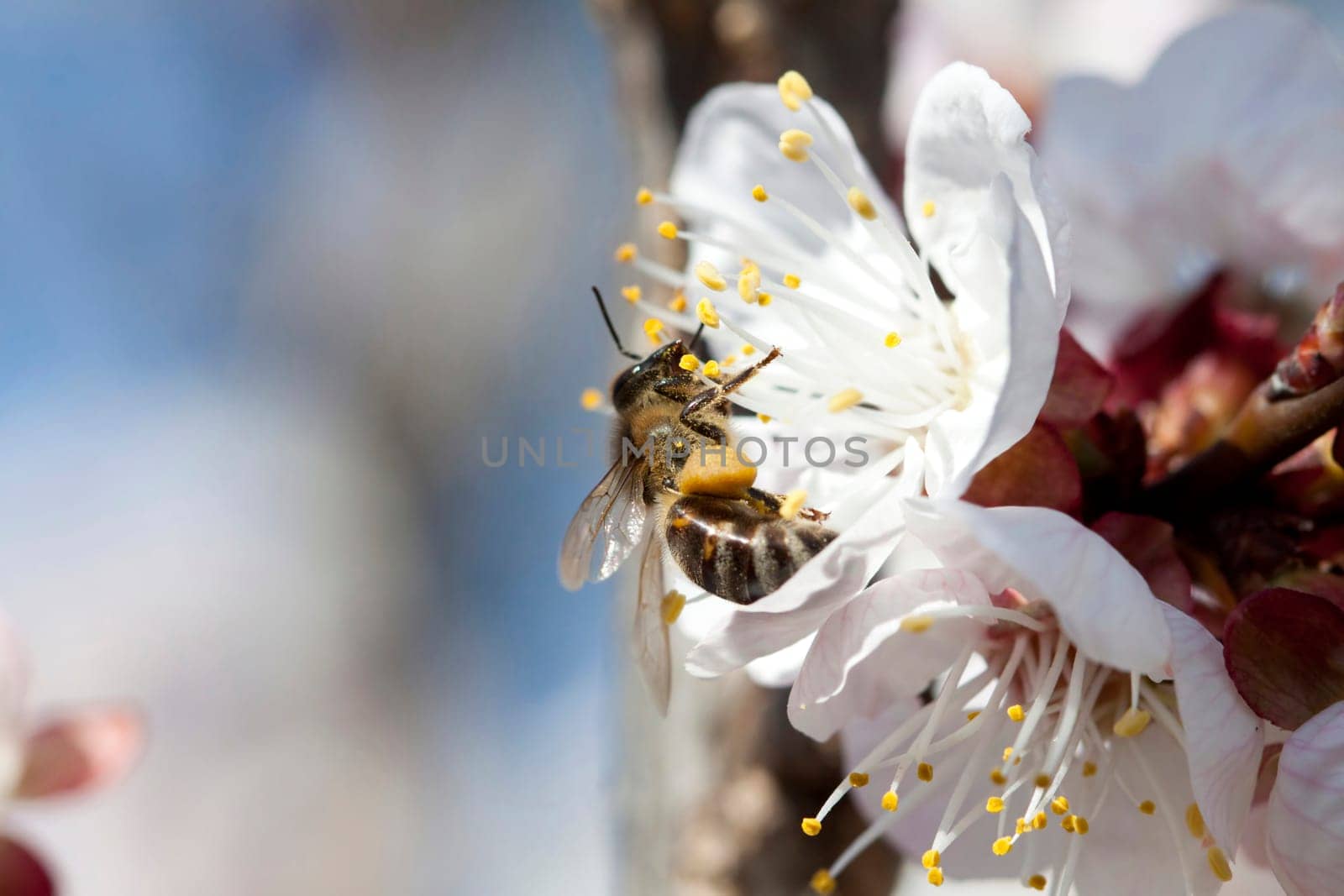 Honey bee enjoying peach blossom on a lovely spring day